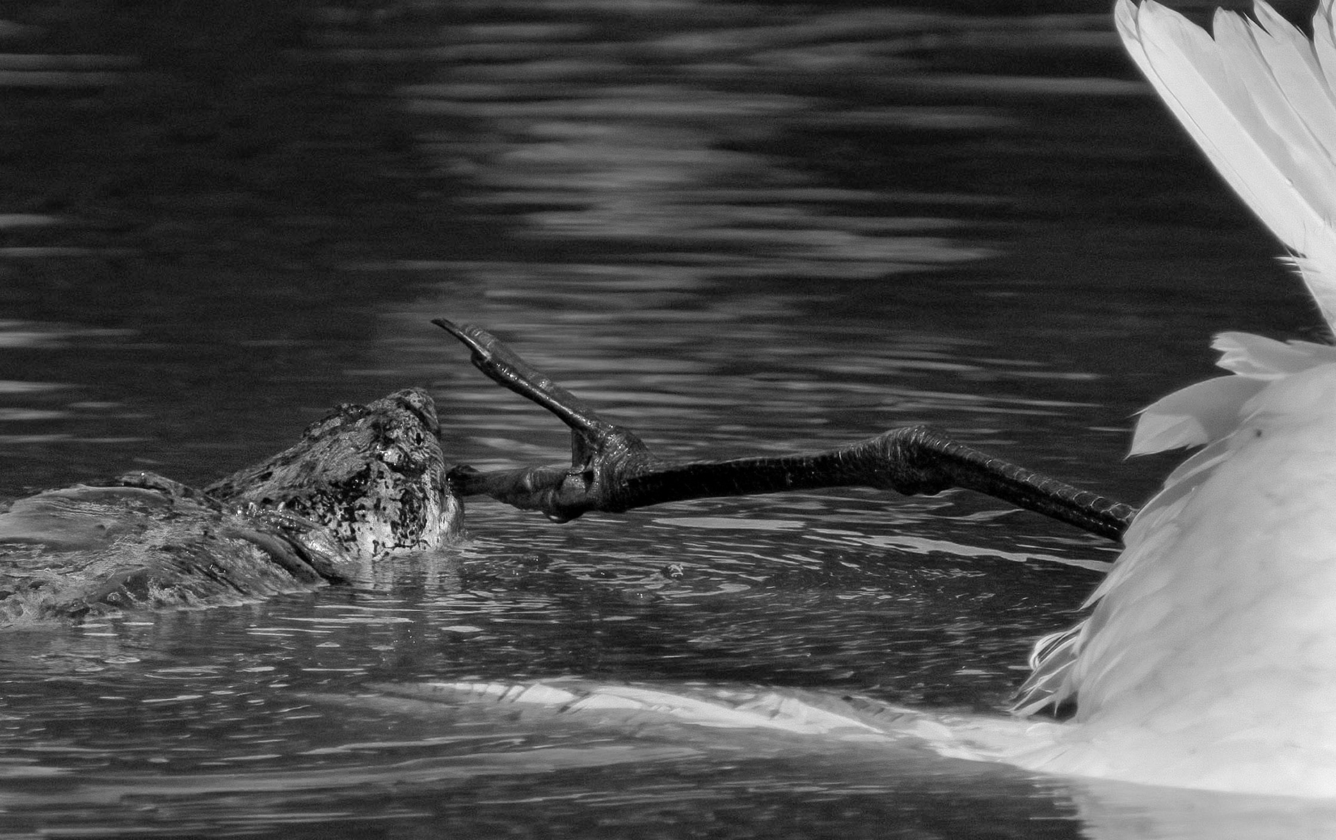 The snapper changes course while trying to keep a grip on its prey.