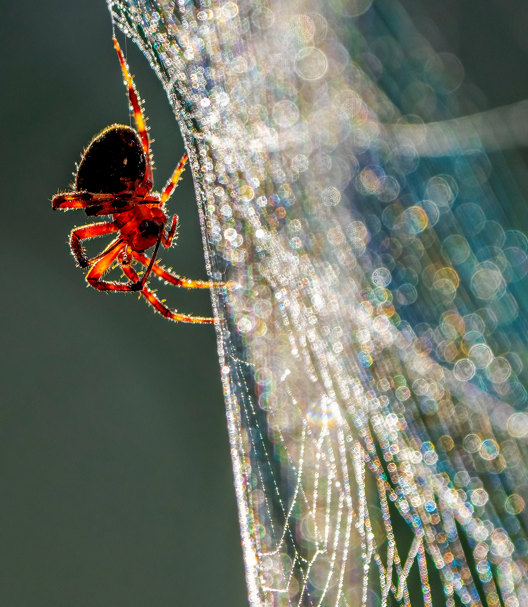 A Spotted Orb Weaver spider performs web maintenance. (Springfield, VA)