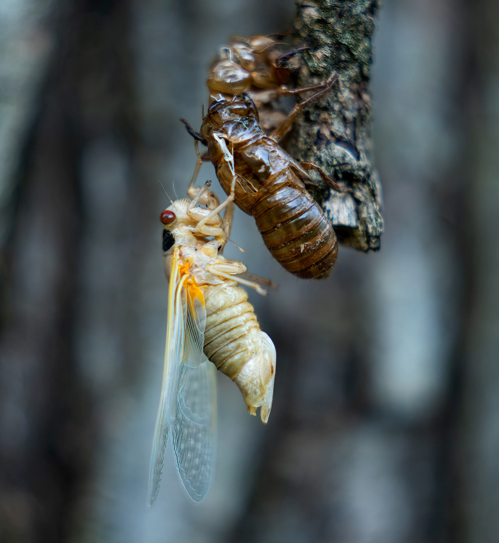 The adult cicada has molted, the wings have developed. Just waiting for the body to finish hardening.