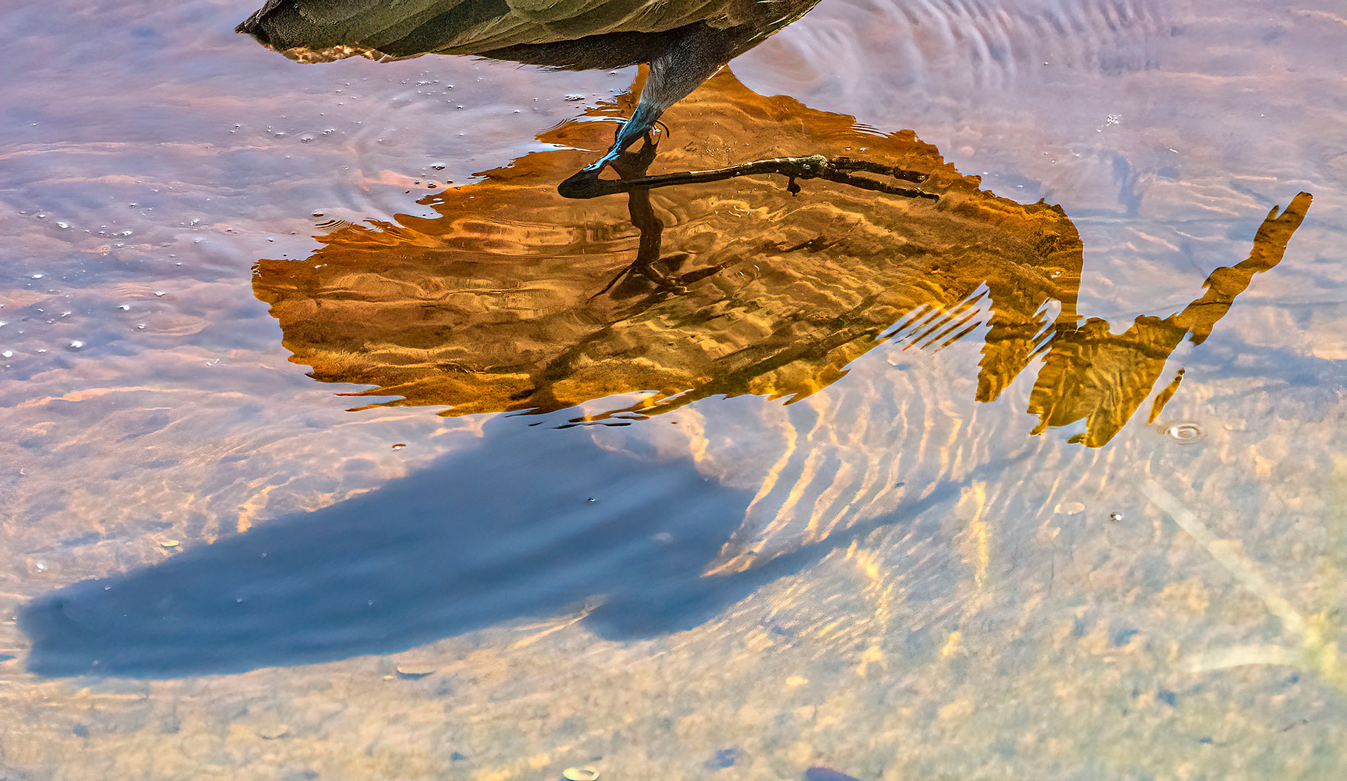 A Limpkin casts shadow and reflection as it wades in search of food. (Bradenton, FL)