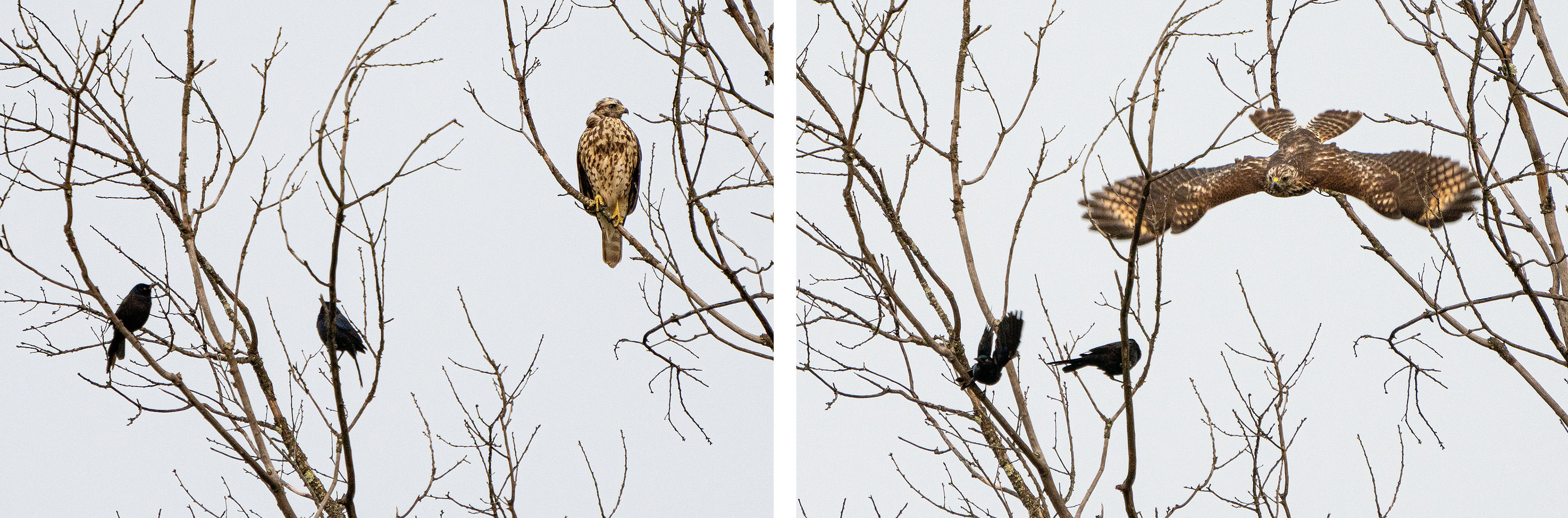 An immature Cooper's Hawk can only pretend for so long to not see those bothersome crows. (Alexandria, VA)