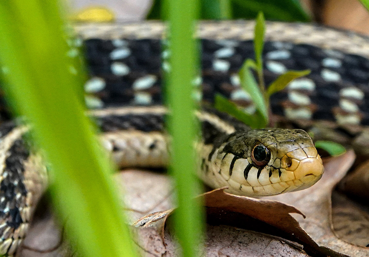 A (Garter) Snake in the grass. (Springfield, VA)