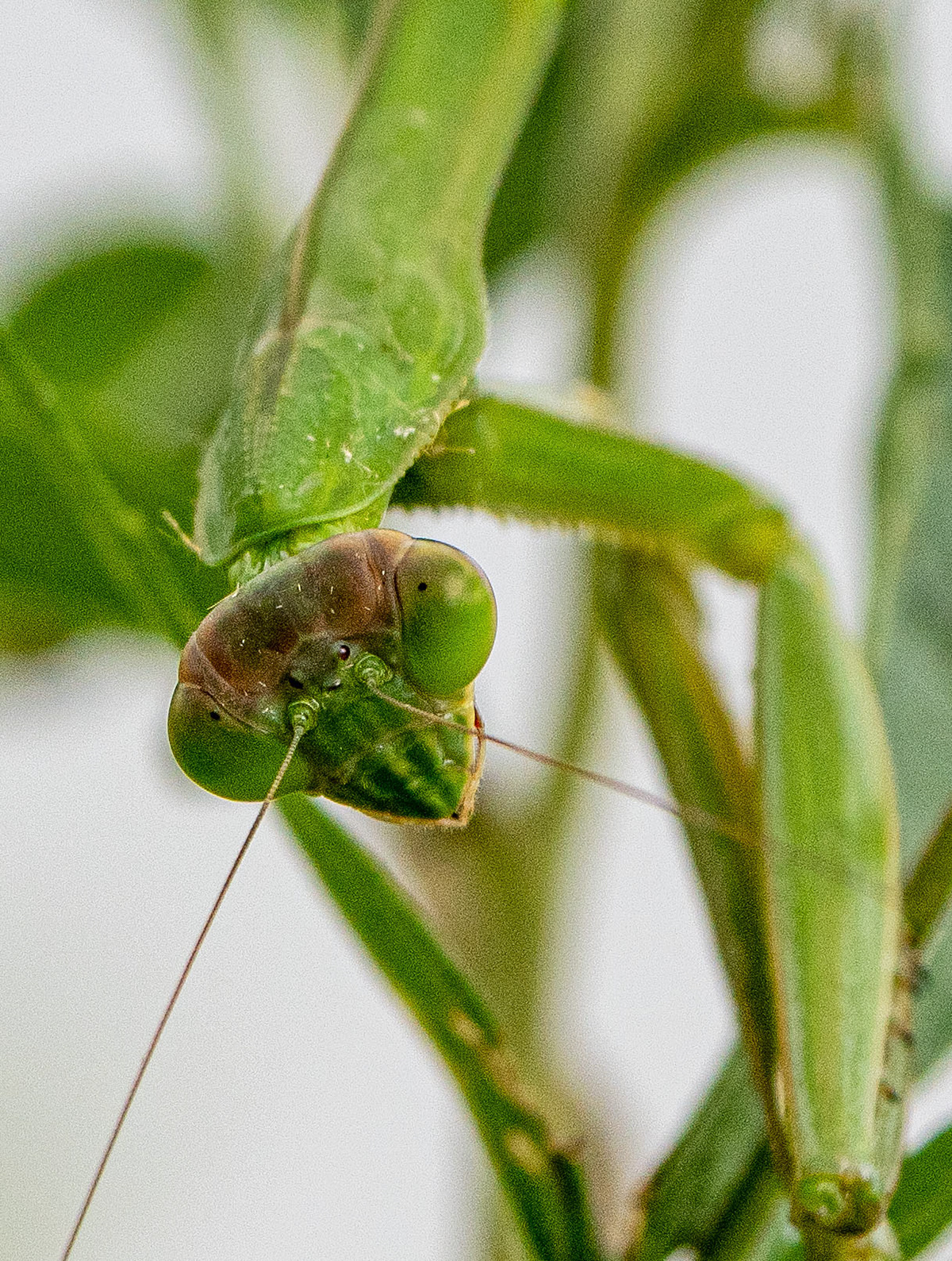 A Praying Mantis sizes up a photographer. (Alexandria, VA)