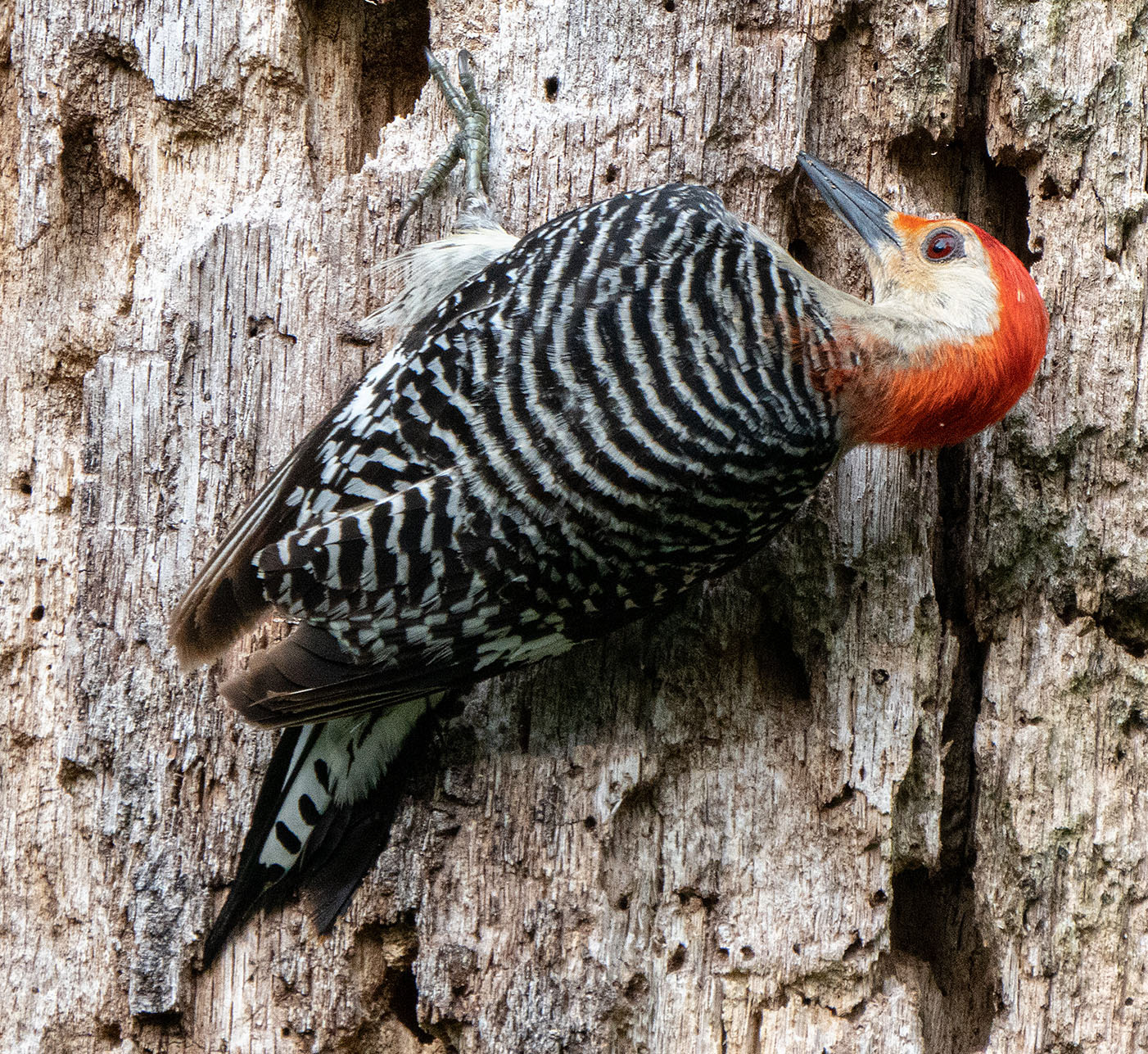 A Red-bellied Woodpecker listens for insects in a dead tree trunk. (Alexandria, VA)