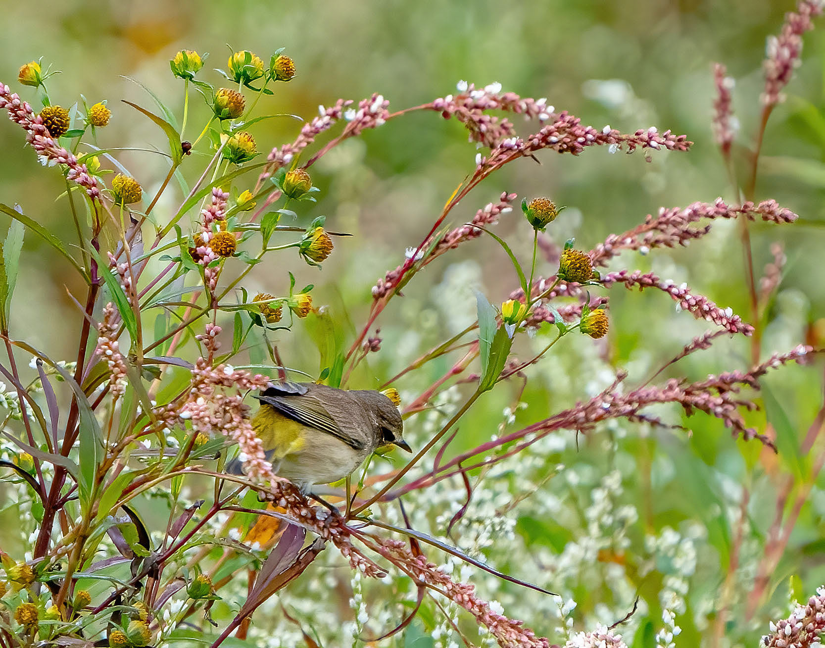 A Palm Warbler hunts insects among flowering Purplestem Beggarticks. (Alexandria, VA)