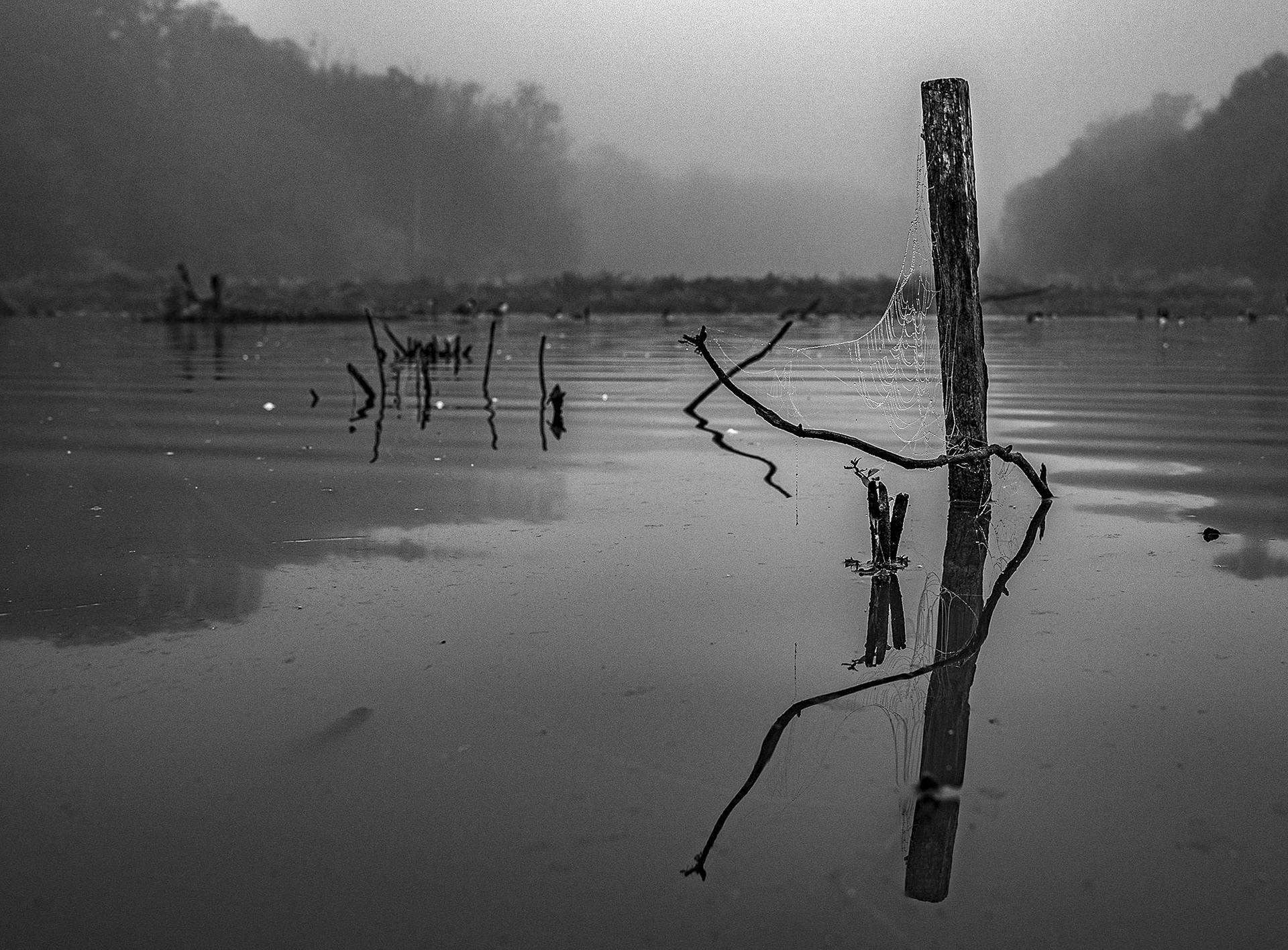 As the fog lifts, details of the pond slowly come back into focus.