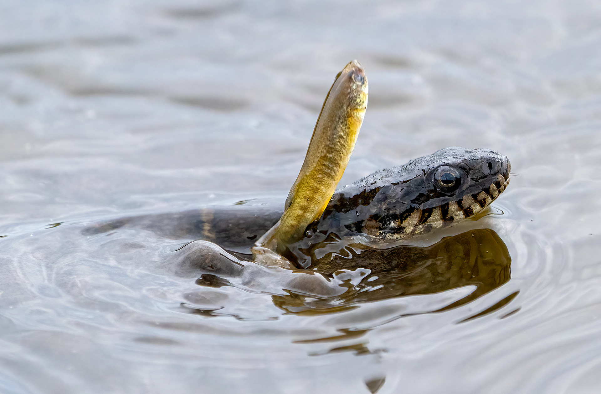 A minnow jumps over the head of a Common Water Snake that is in hot pursuit. (Blackwater National Wildlife Refuge, MD)