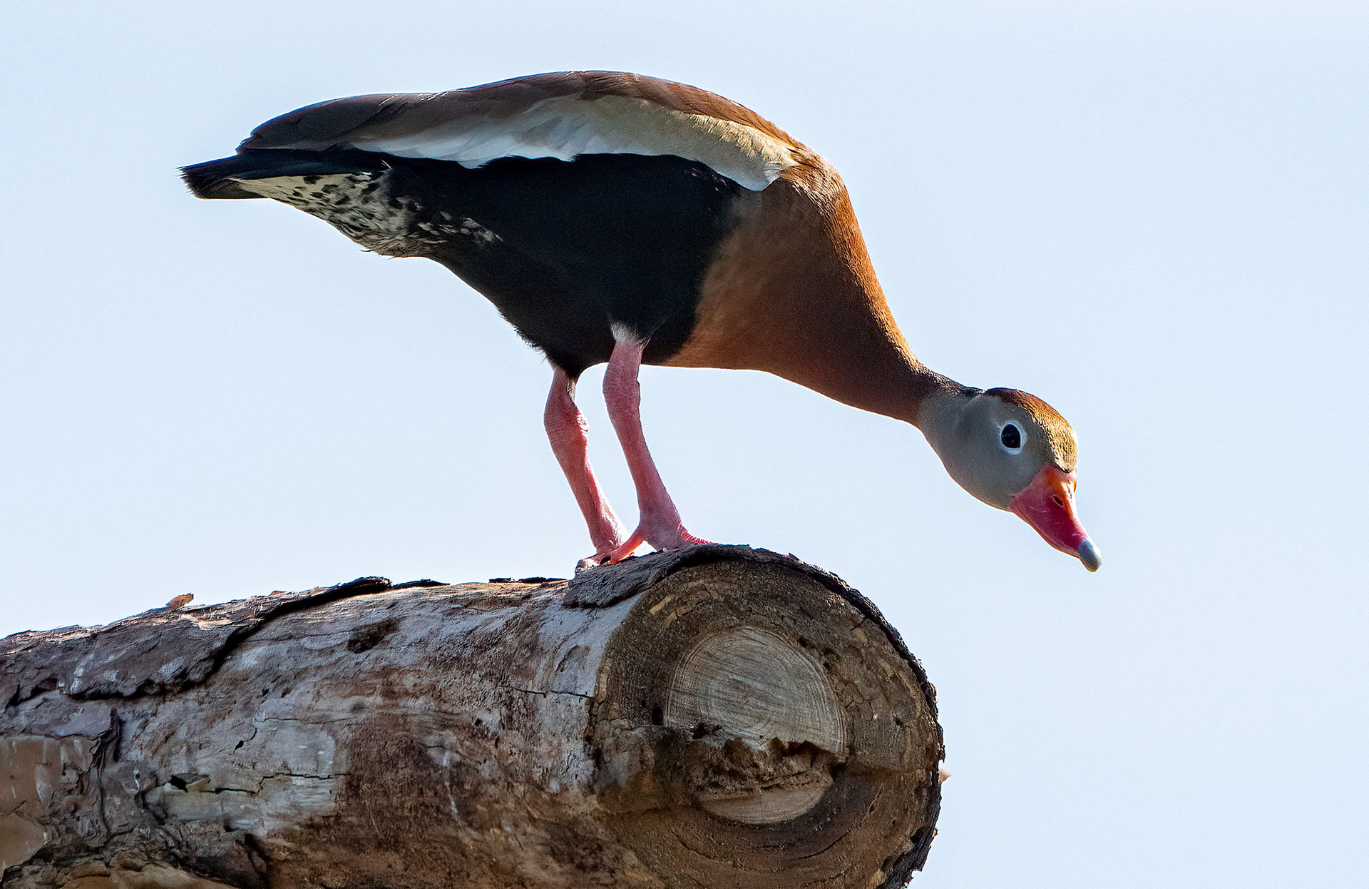 A Black-bellied Whistling Duck looks out below. (Venice, FL)