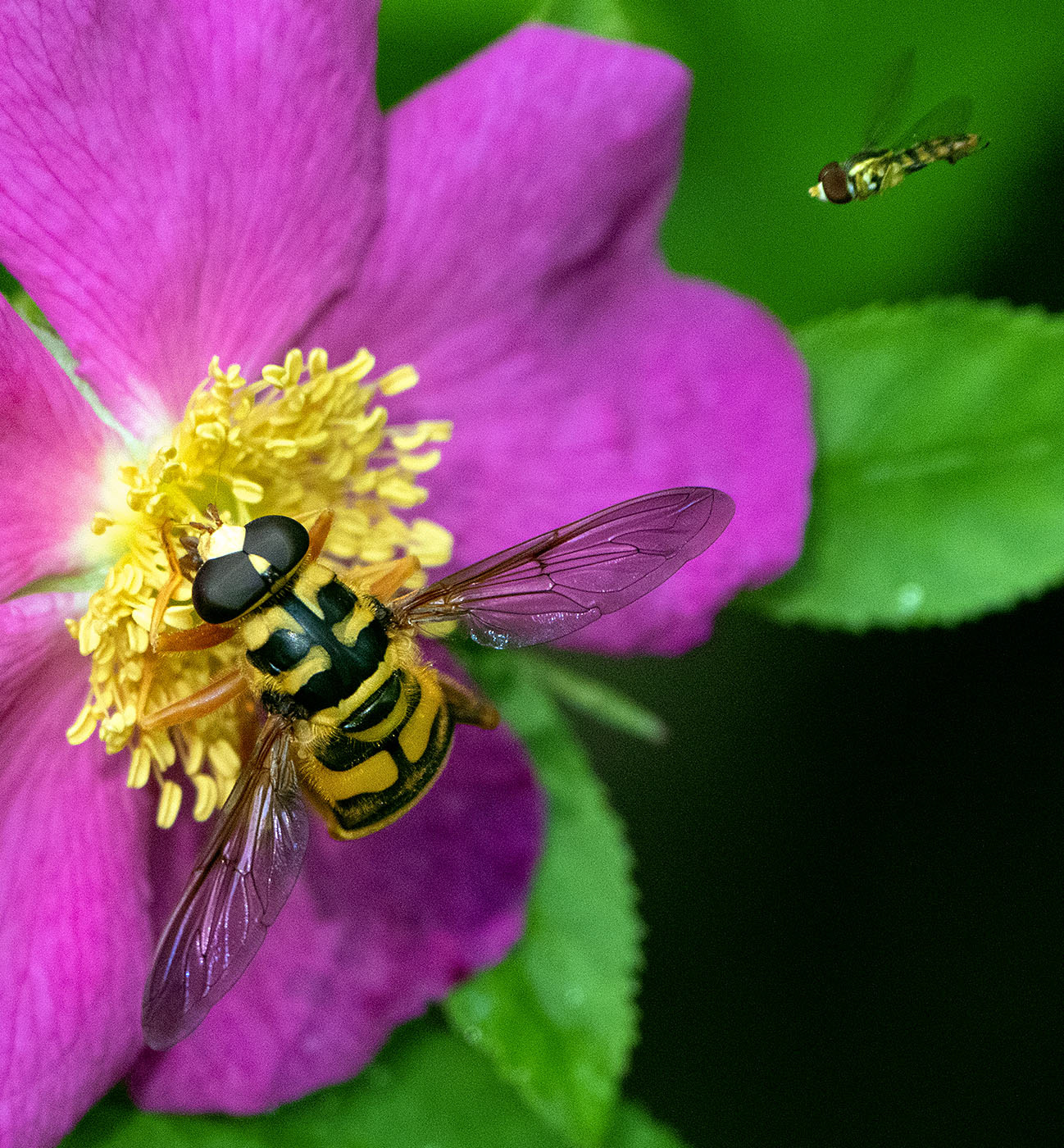 A Prairie Rose, or Climbing Rose, being pollinated by a hover fly. (Alexandria, VA)