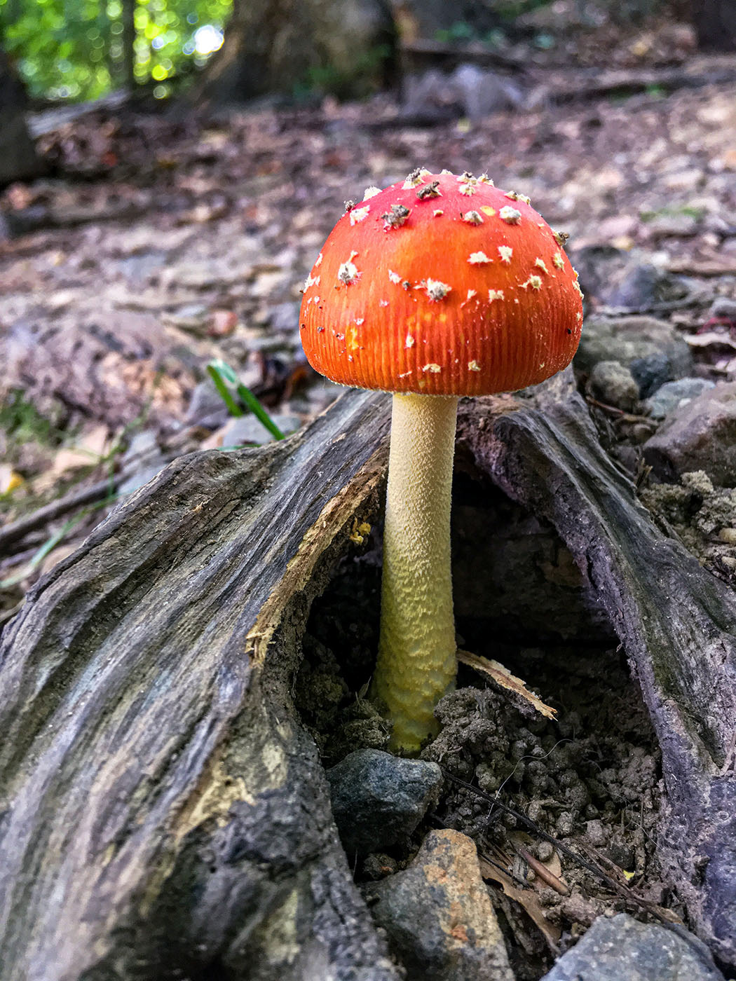 A Fly Agaraic mushroom, known as a Fairy Tale mushroom, pushed up out of the ground. (Springfield, VA)