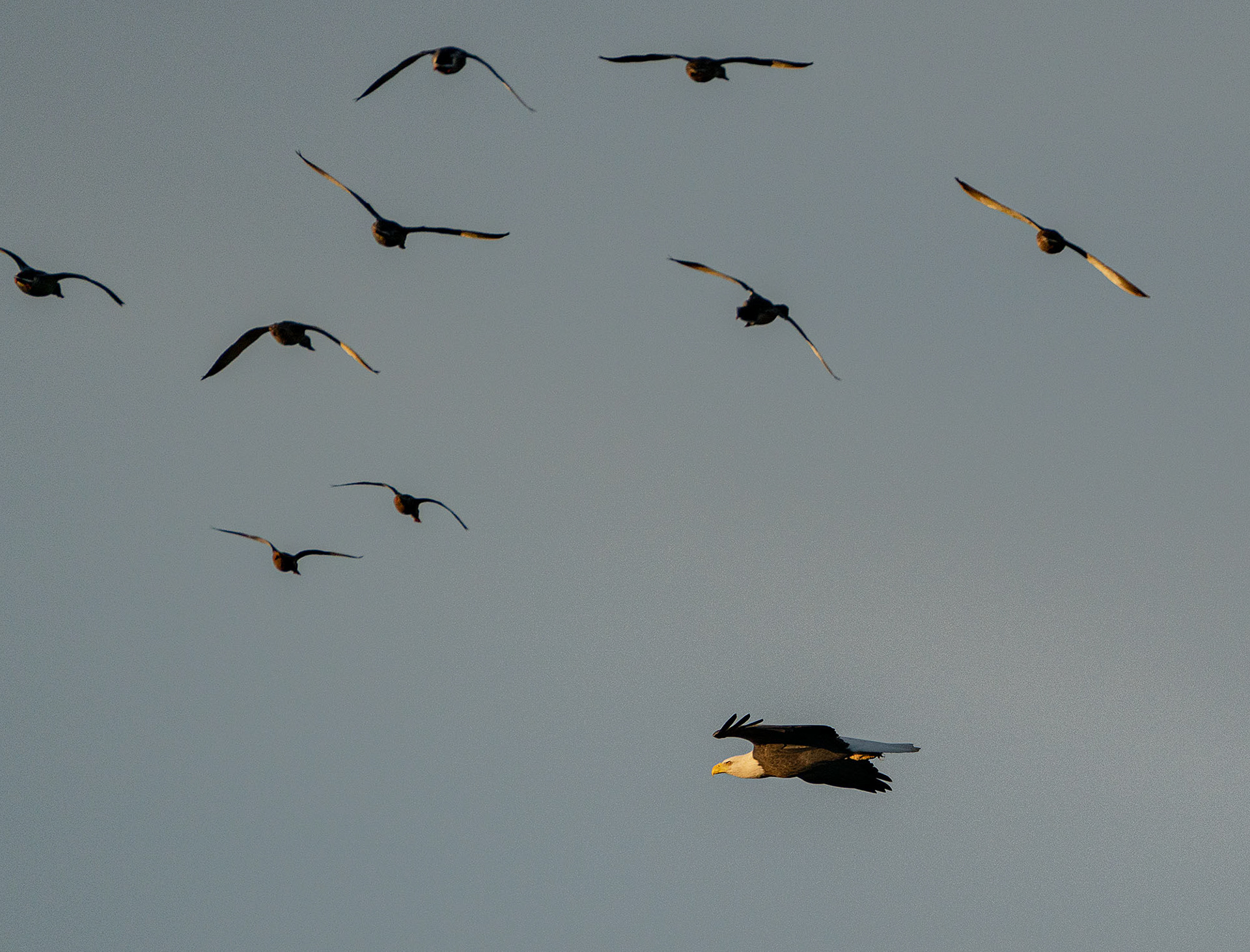 Northern Shoveler ducks share airspace with a Bald Eagle. (Alexandria, VA)
