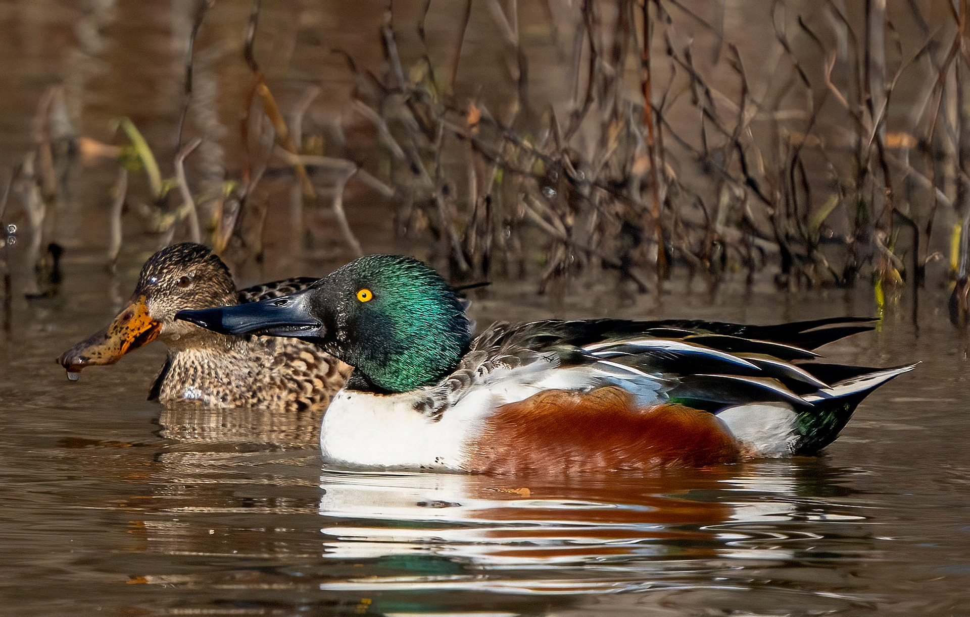 A mating pair of Northern Shovelers. (Alexandria, VA)