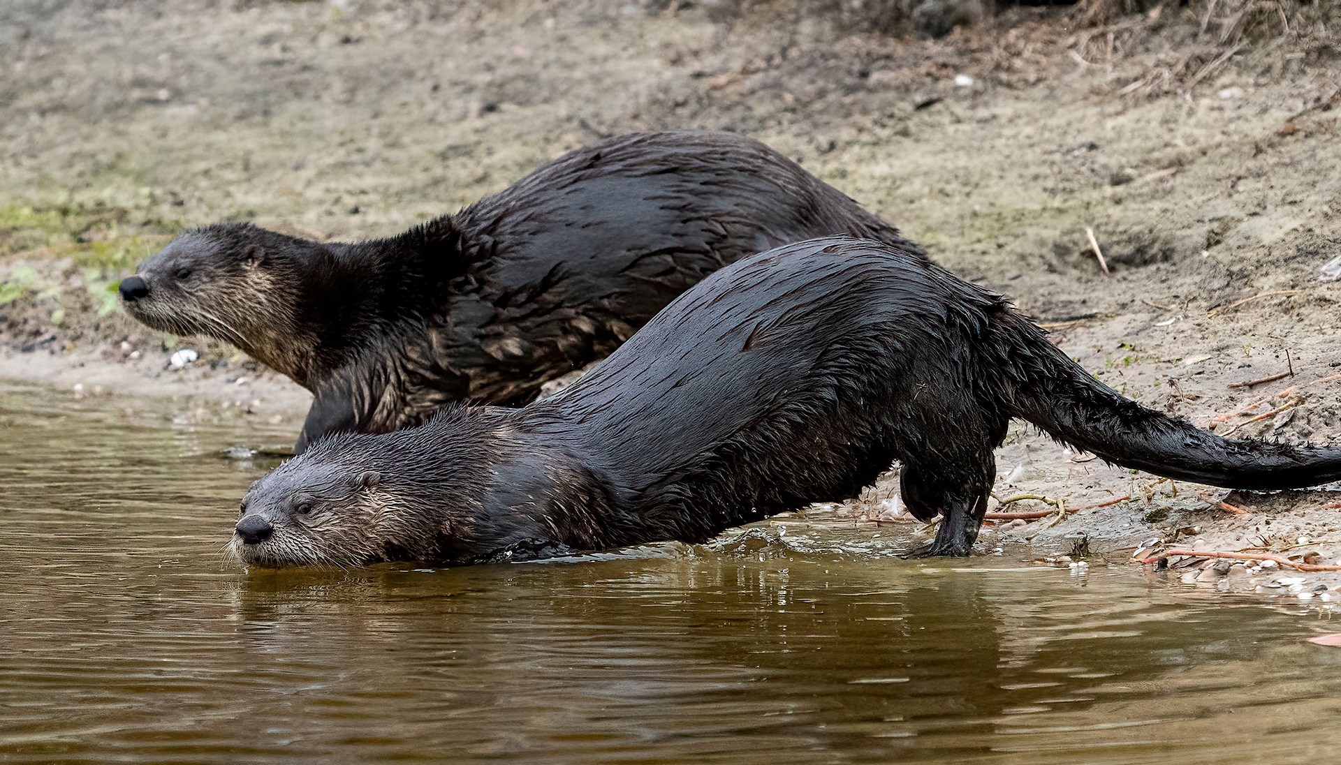 A pair of River Otters hit the water. (Bradenton, FL)