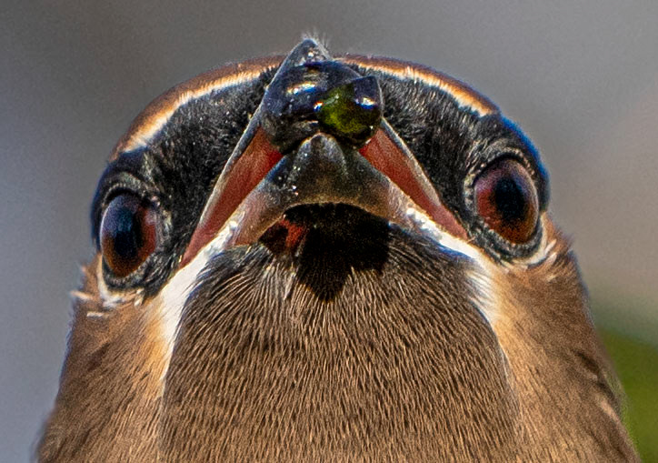 A Cedar Waxwing with a berry. (Alexandria, VA)