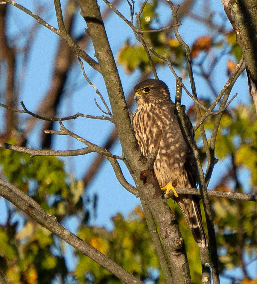 A Merlin blends in with its surroundings. (Alexandria, VA)