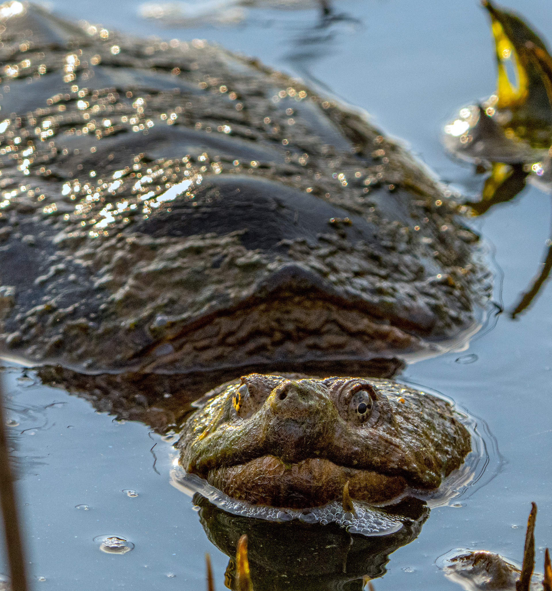 Common Snapping Turtle (Alexandria, VA)