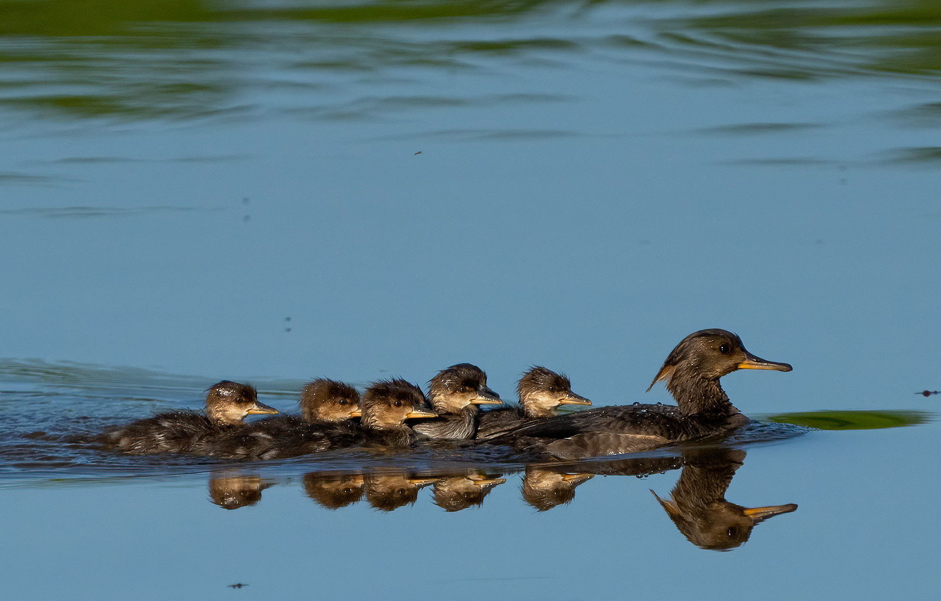 Hooded Merganser ducklings raft off their mother. (Alexandria, VA)
