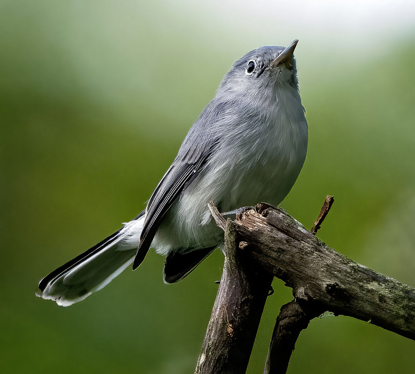 A Blue-gray Gnatcatcher watches for a gnat to catch. (Alexandria, VA)