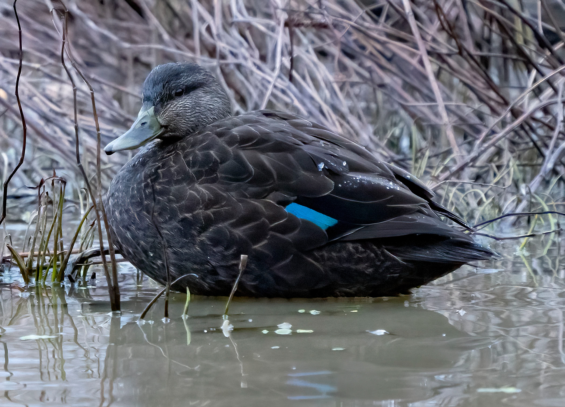 A female American Black Duck rests during foraging. (Alexandria, VA)