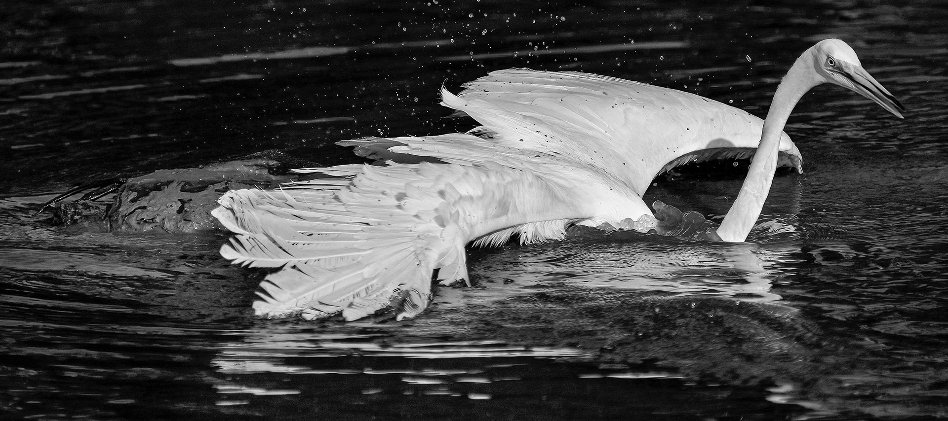 The turtle starts dragging the egret trying to tire it out and get it to deeper water.