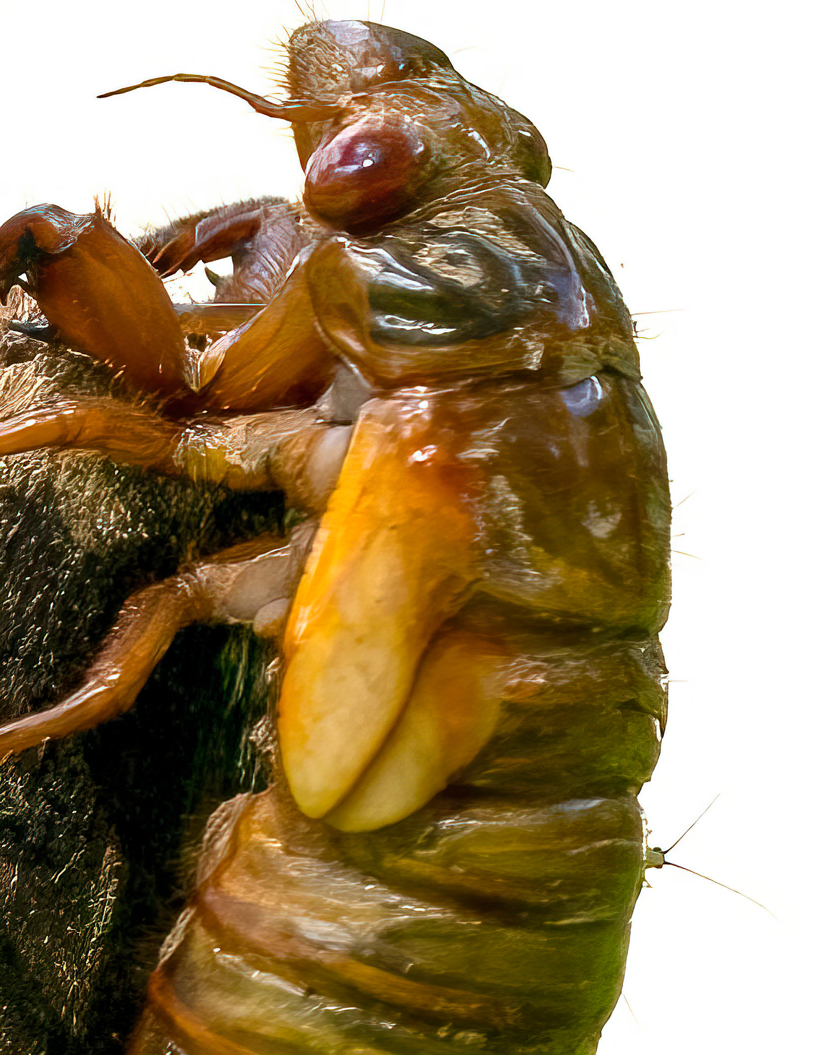 So this guy climbs to the end of a broken dead branch and assumes the position to commence molting into an adult cicada. As I frame it up and snap a photo I discover the little Rose Aphid photo bomber.