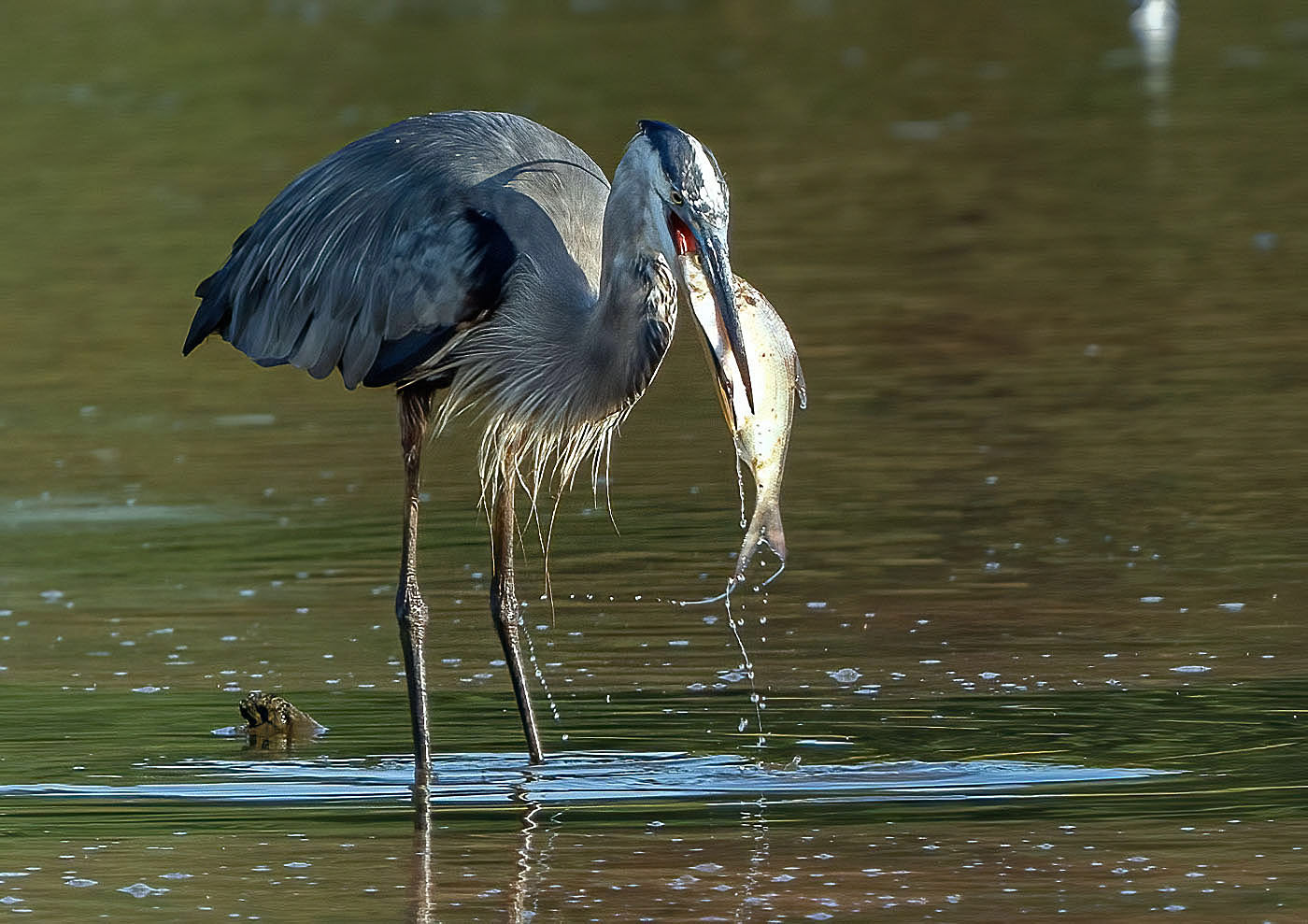 This Great Blue Heron has an ambitious appetite. (Alexandria, VA)