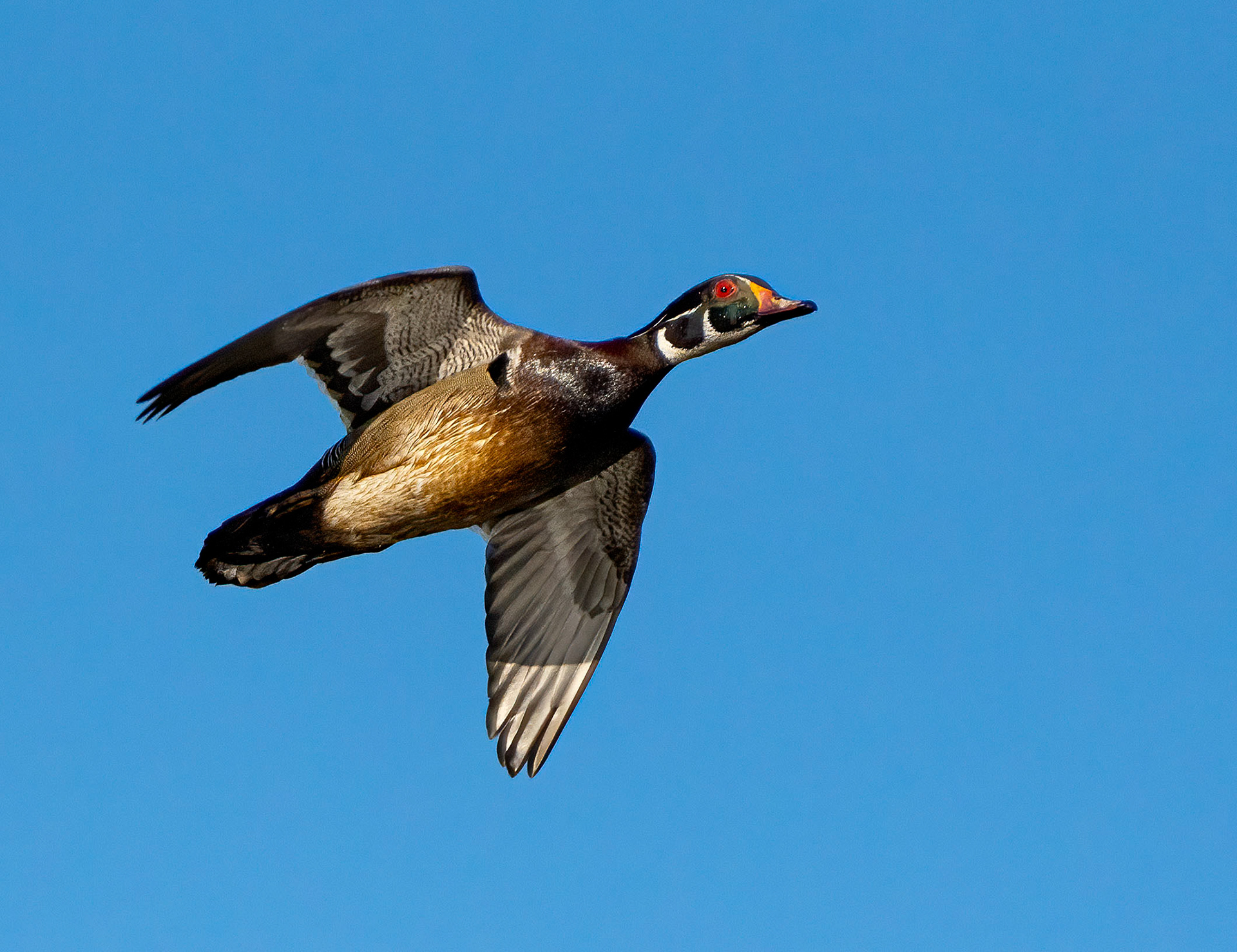 A drake Wood Duck in flight. (Alexandria, VA)
