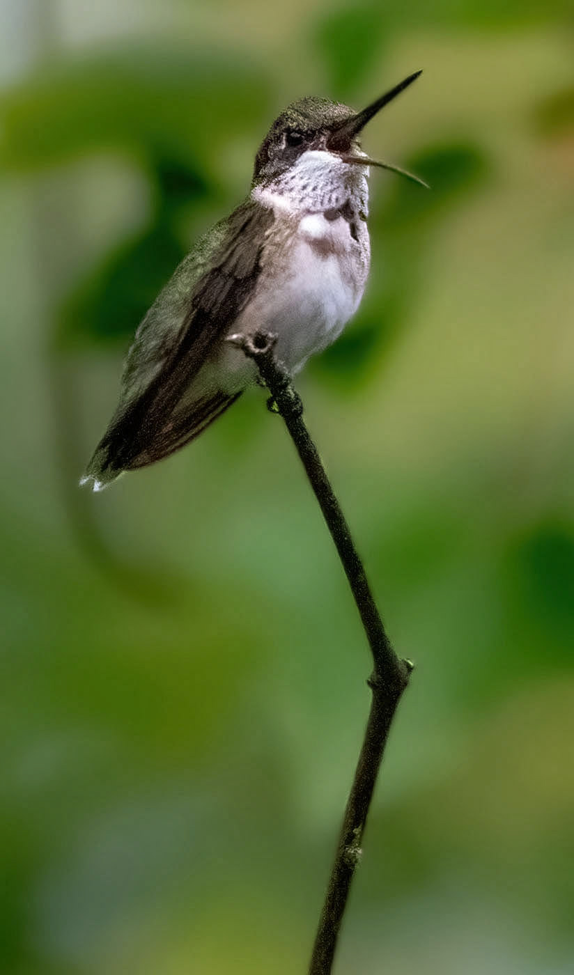 A Ruby-throated Hummingbird calls out in the fading light of the late evening. (Springfield, VA)