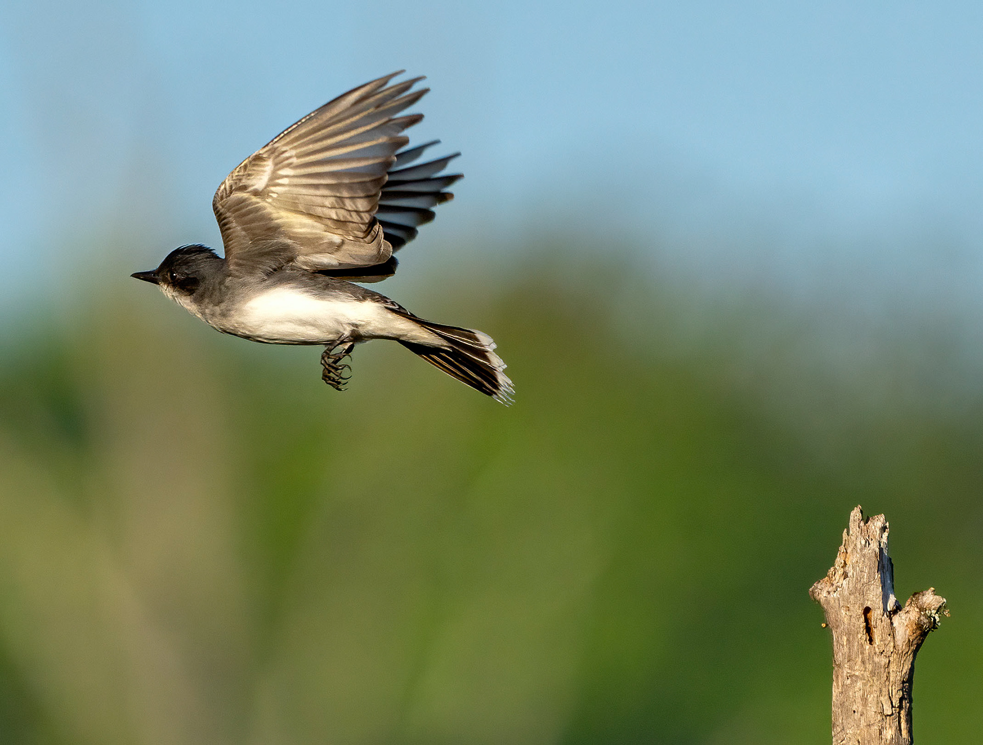 An Eastern Kingbird leaves its perch in pursuit of a flying insect. (Alexandria, VA)