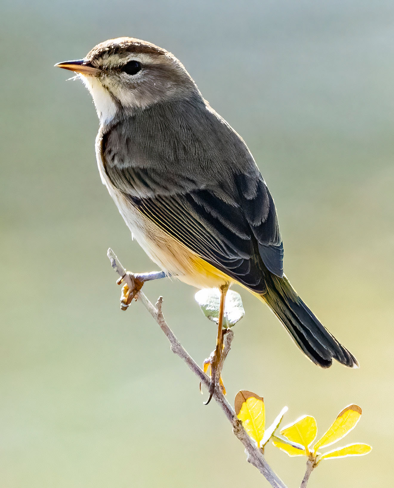 A Palm Warbler perches near a pond. (Bradenton, FL)