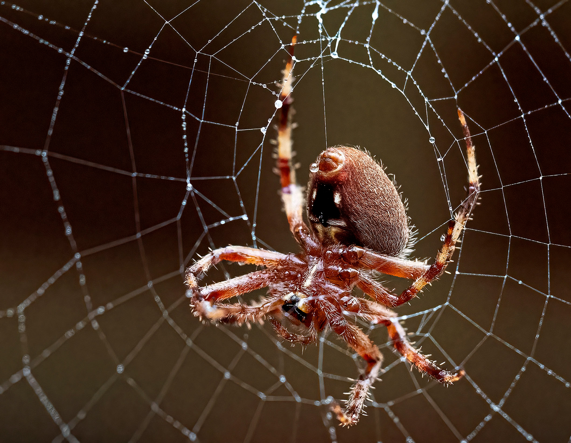 A Spotted Orb Weaver spider builds back better. (Springfield, VA)