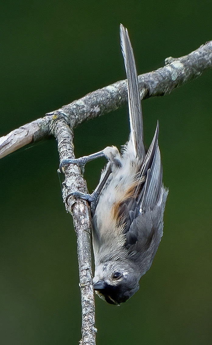 A Tufted Titmouse goes inverted for a meal. (Alexandria, VA)