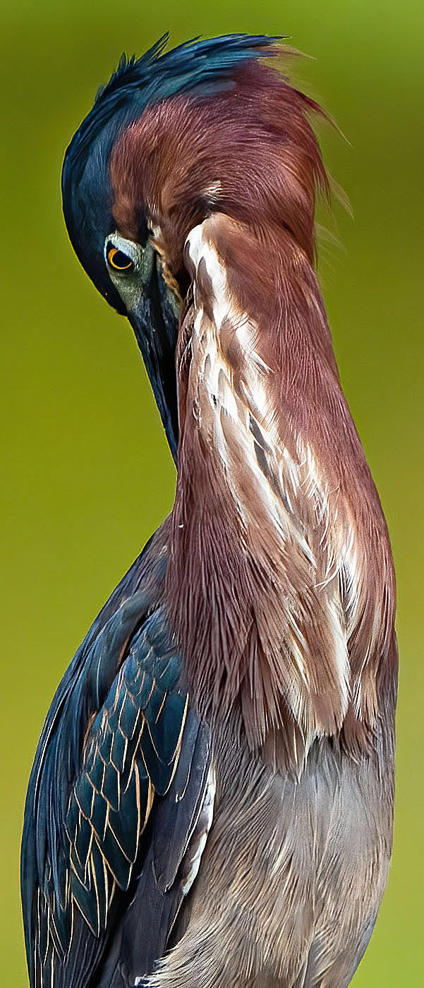 A preening Green Heron. (Alexandria, VA)
