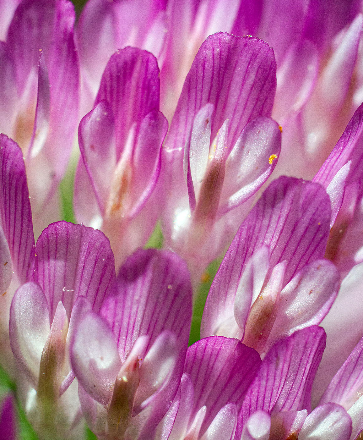 A close up of the petals of a wild Red Clover bloom. (Springfield, VA)