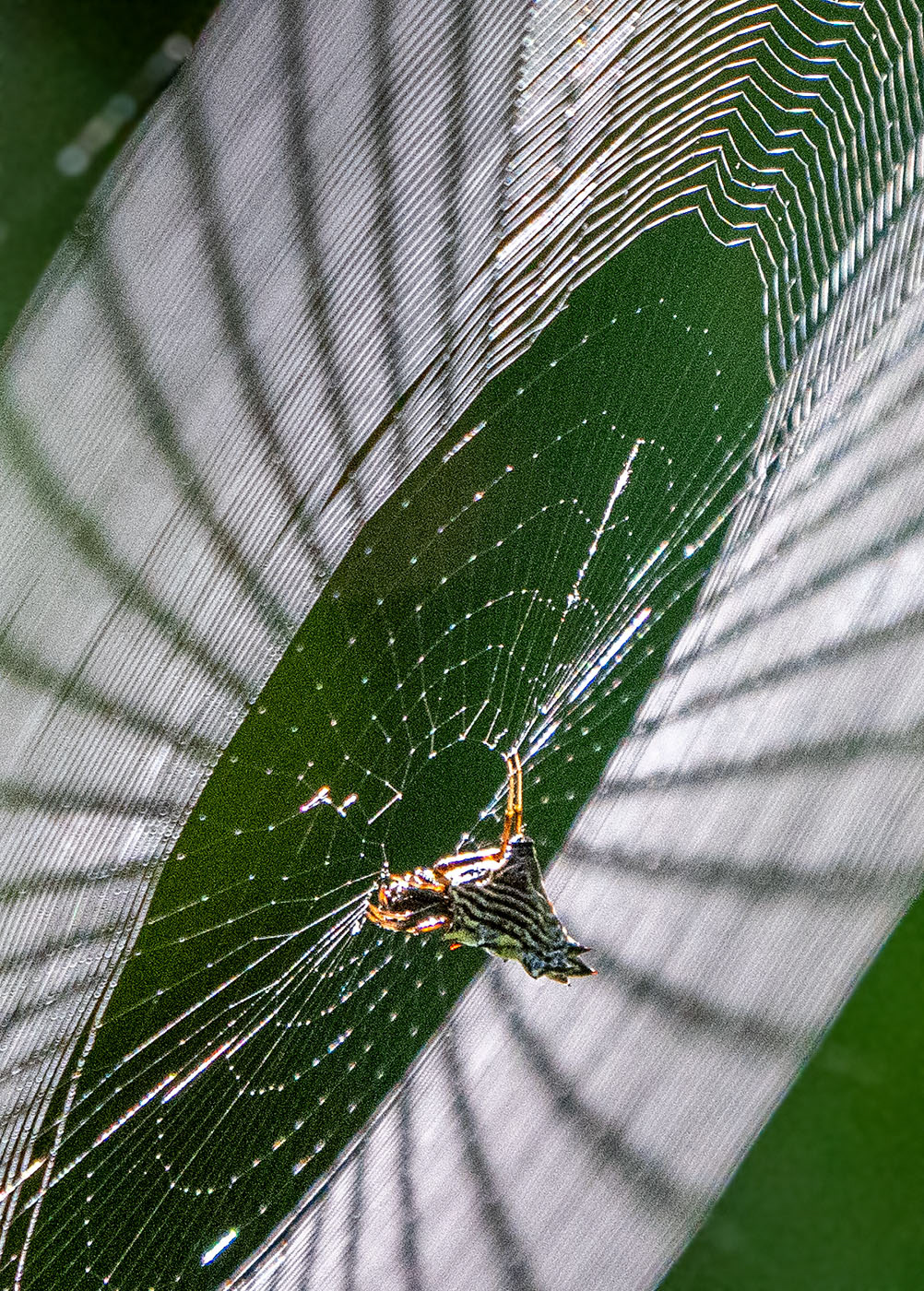 A Spined Micrathena spider waits for a dinner guest to drop by. (Alexandria, VA)