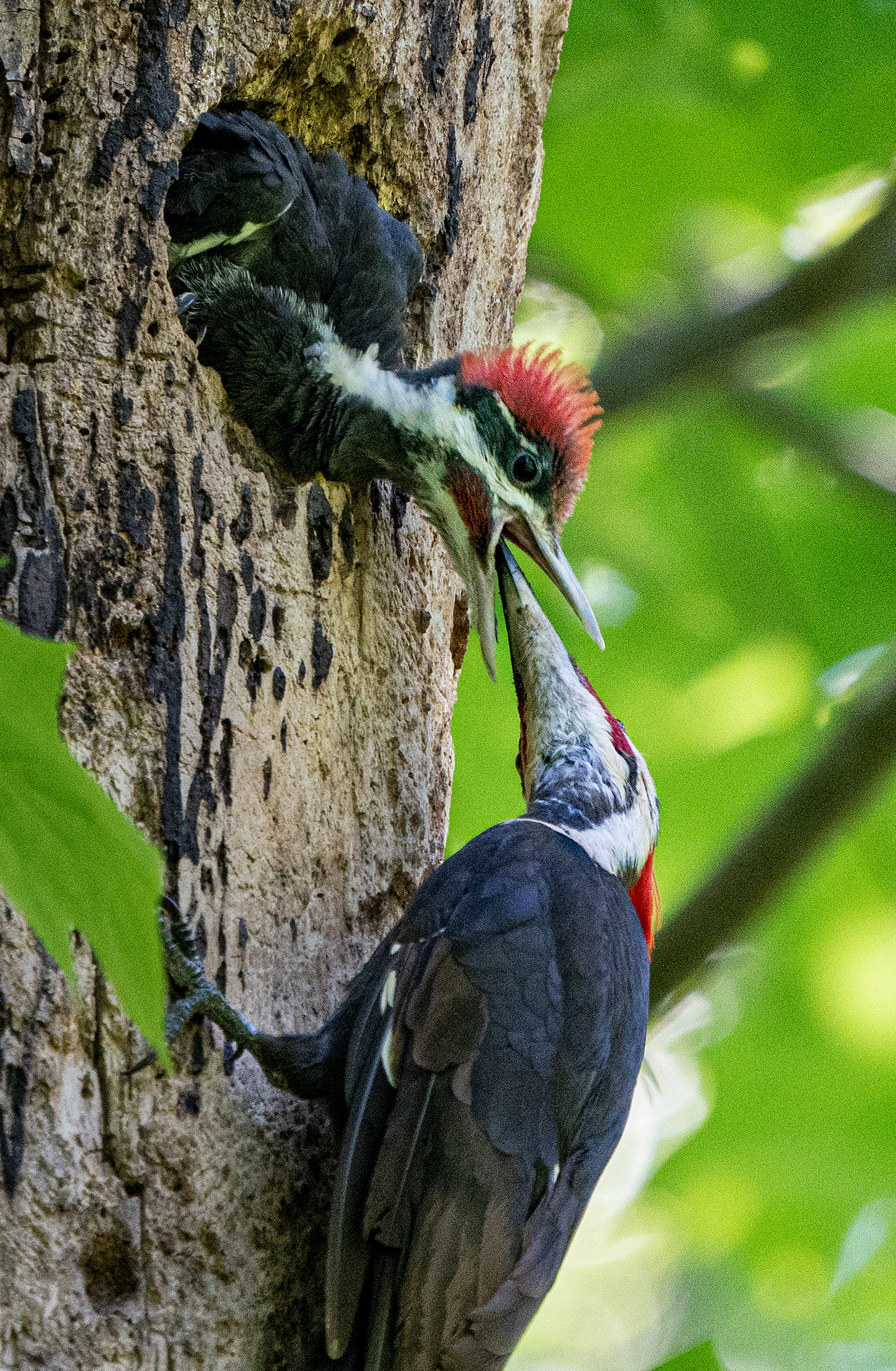 The nestling ventures out to the edge of the nest opening to feed.