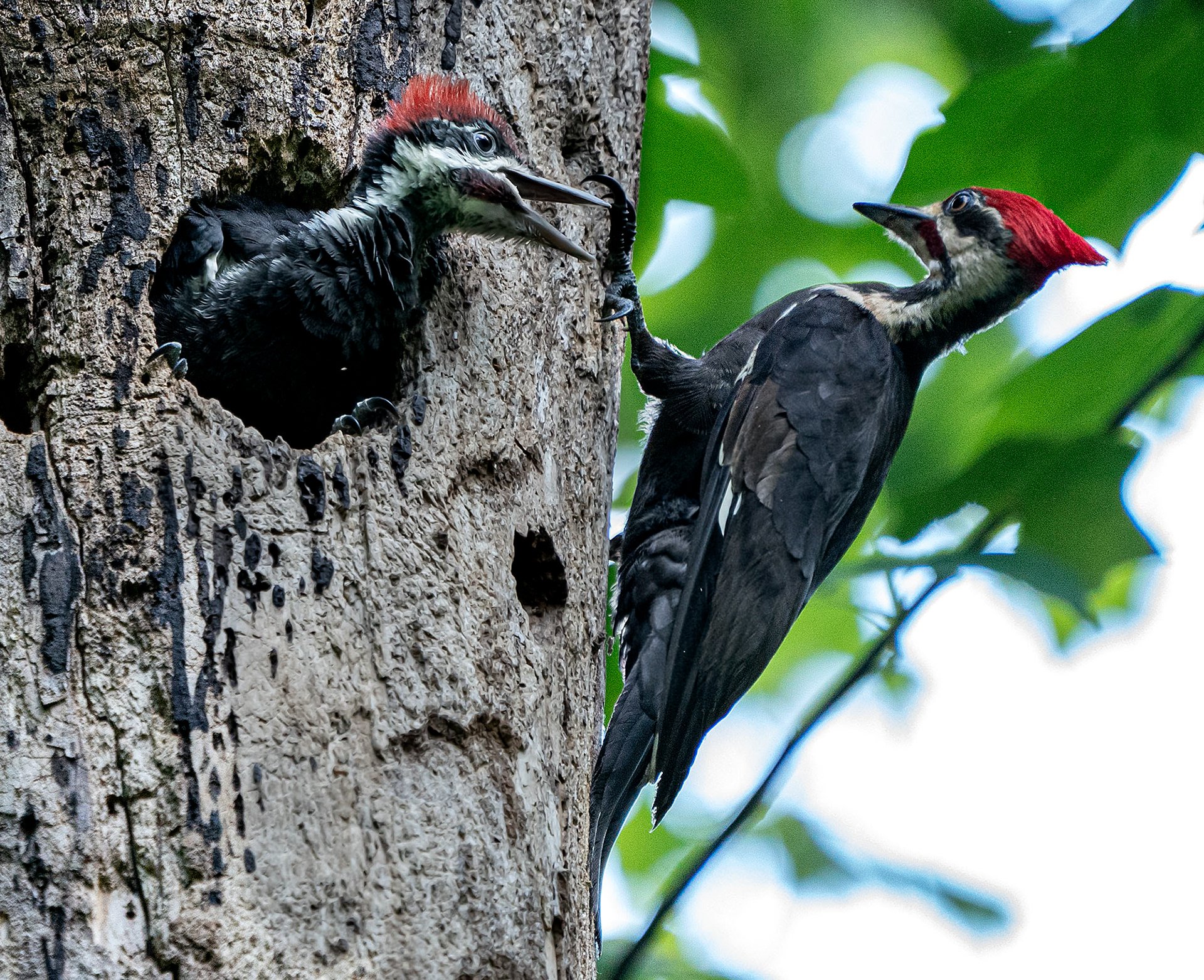 The father appears to be withholding food in an attempt to encourage the youngster to come out of the nest.