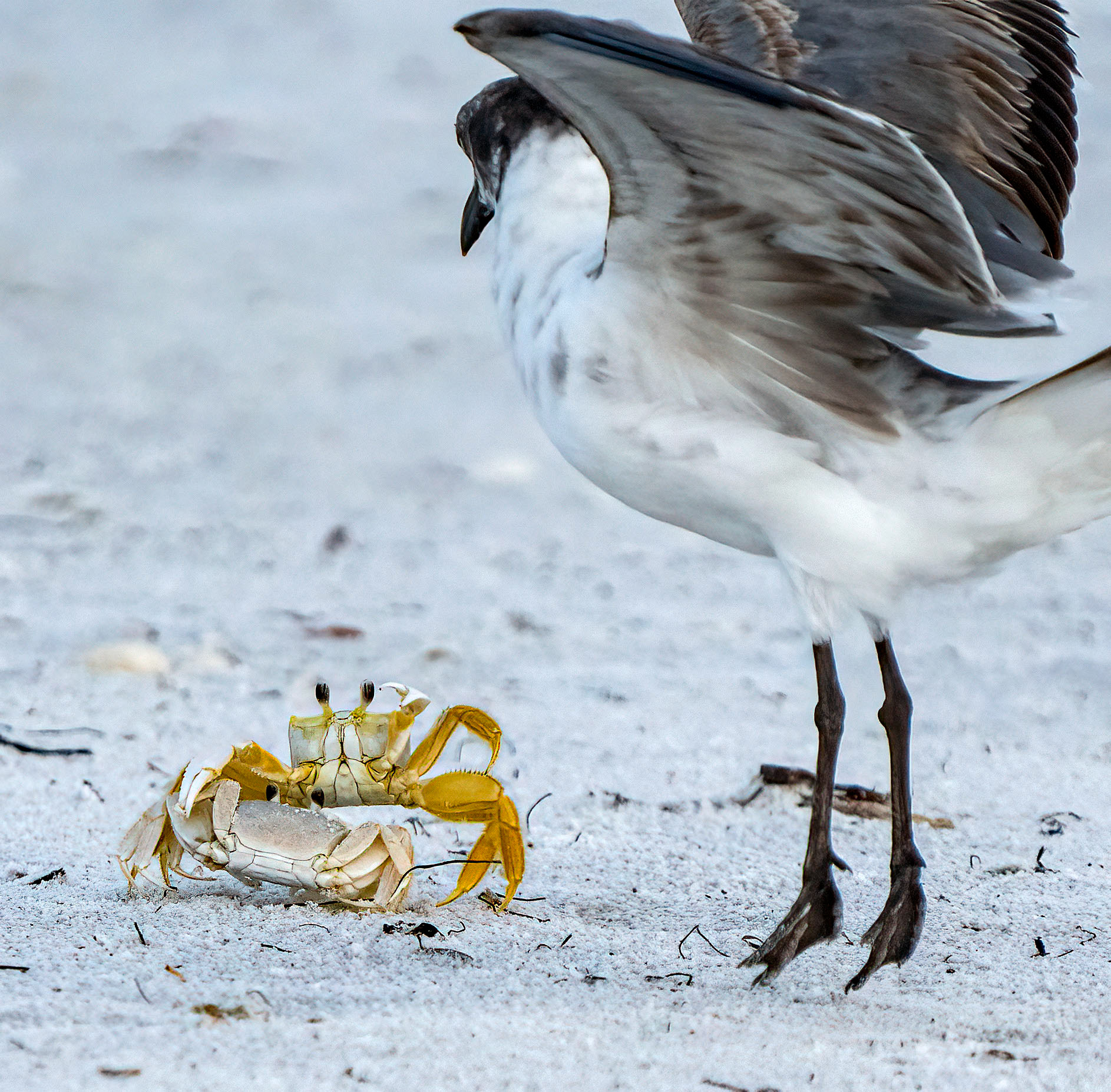 A Ghost Crab, carrying another Ghost Crab, startles a Laughing Gull that had been chasing it by charging the bird. (Lido Beach, FL)
