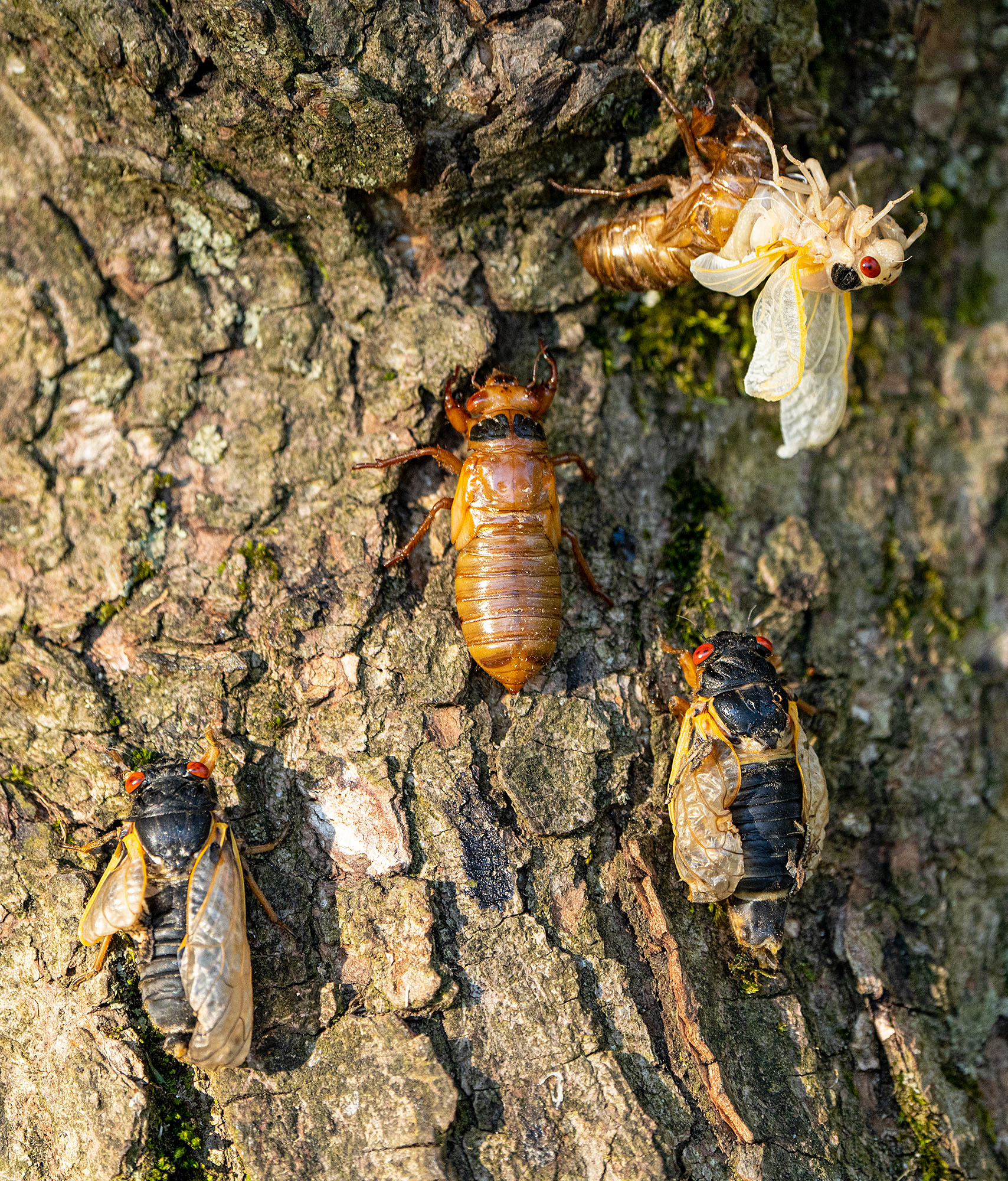 Various stages of adulthood. The two dark ones at the bottom have deformed wings and will die without mating.
