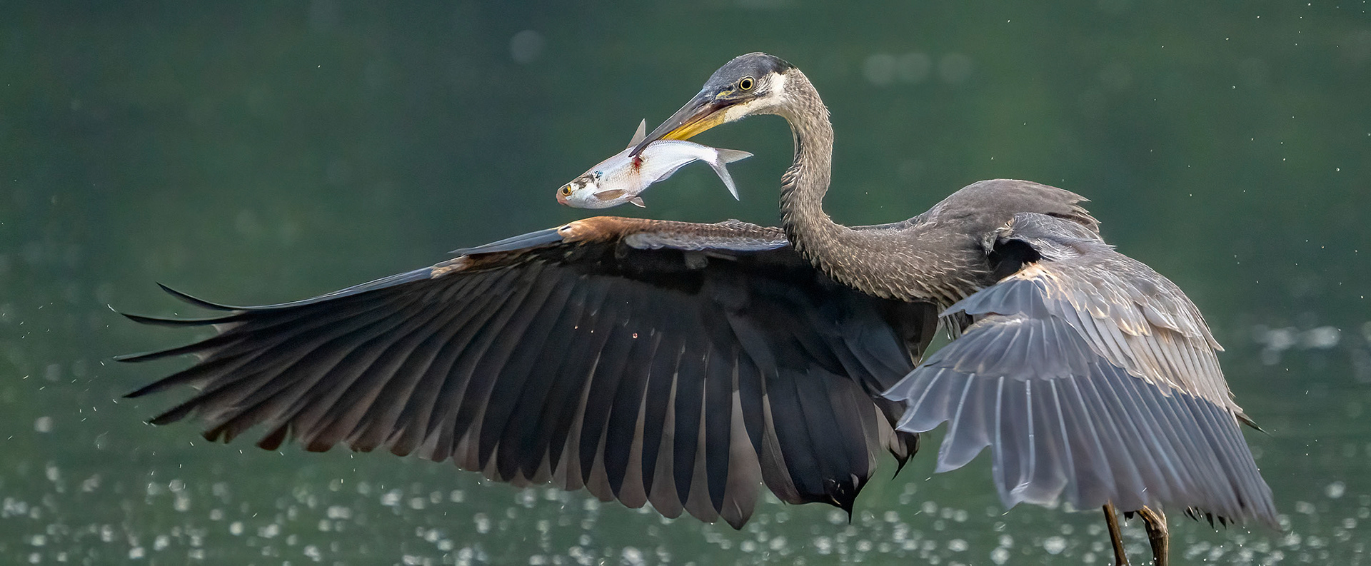 A very proud Great Blue Heron. (Alexandria, VA)