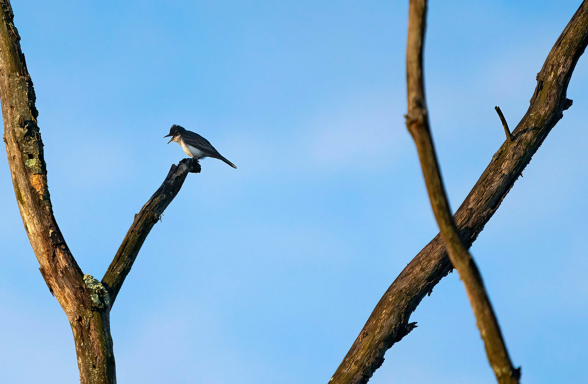 An Eastern Kingbird sings from its perch. (Alexandria, VA)