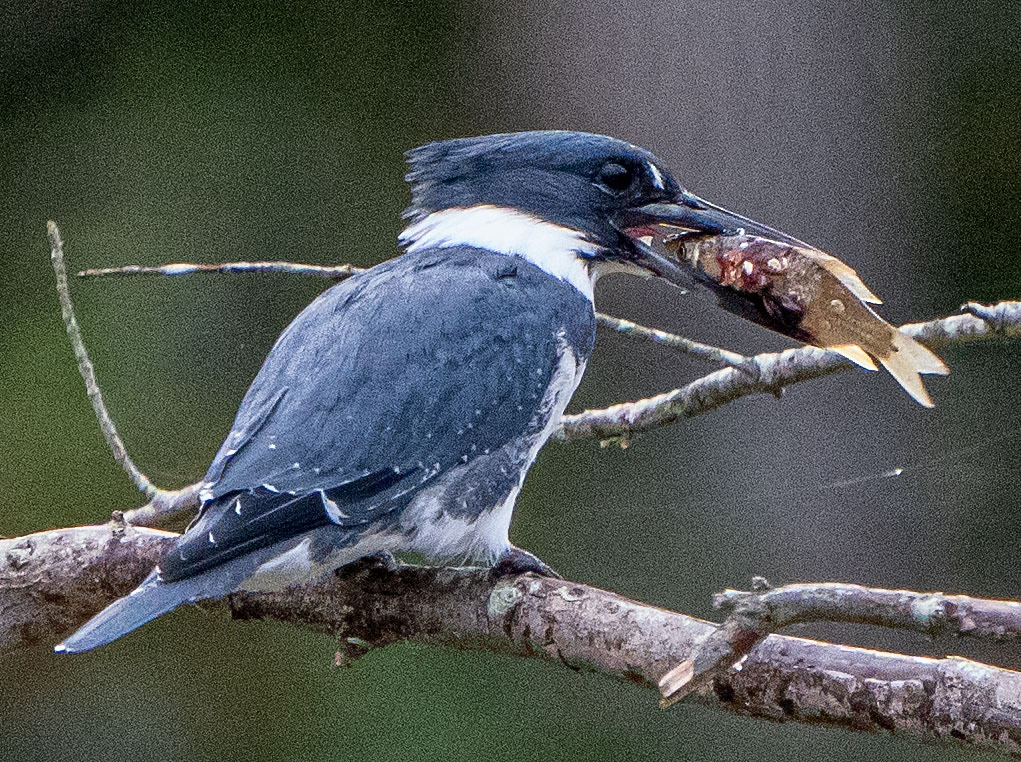 After stabbing and beating the fish on the tree limb, the meal is positioned for swallowing.