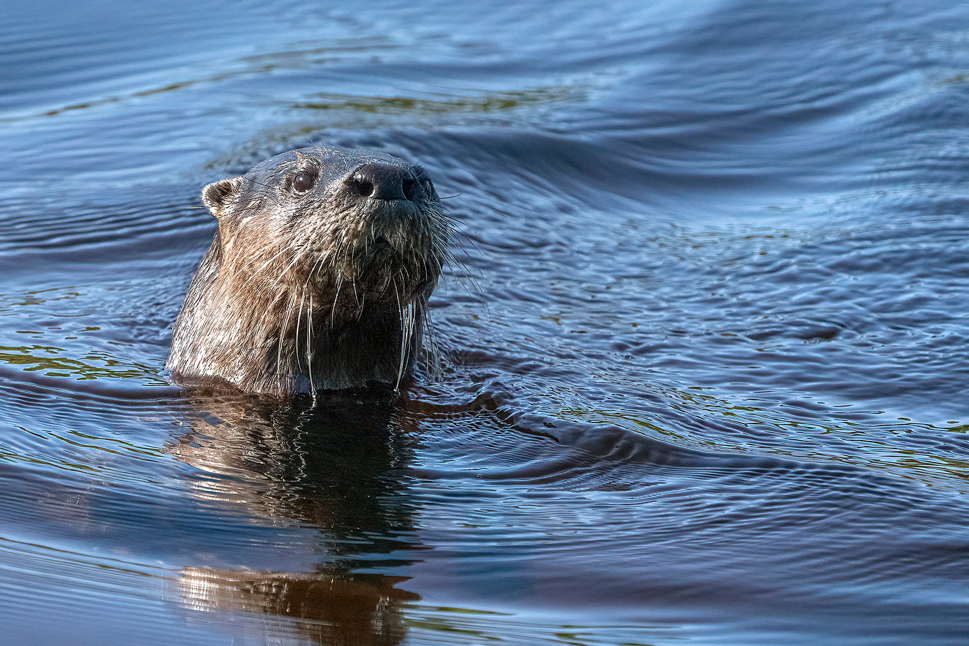 A River Otter takes in the scenery. (Bradenton, FL)