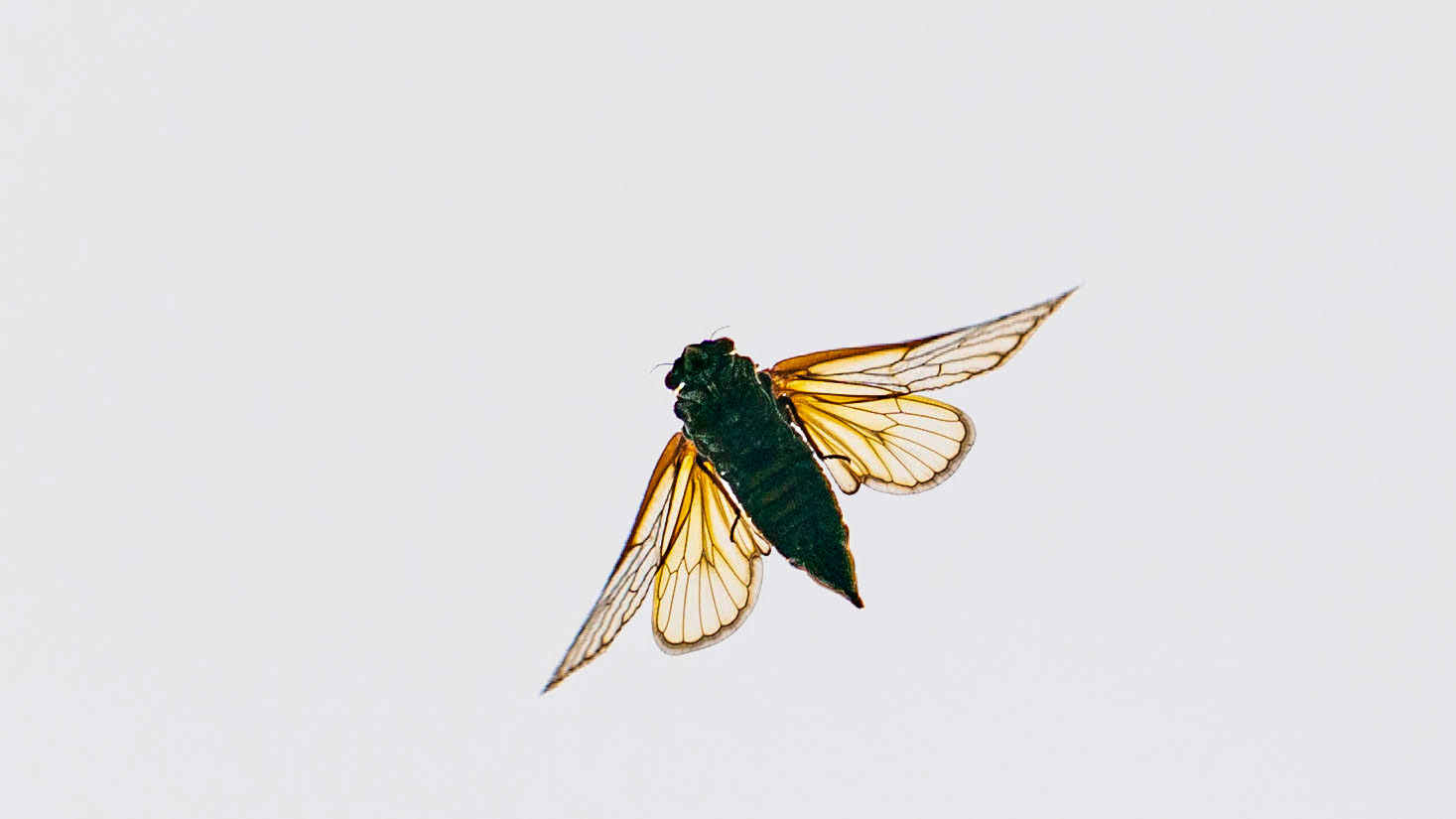 A cicada in flight overhead.