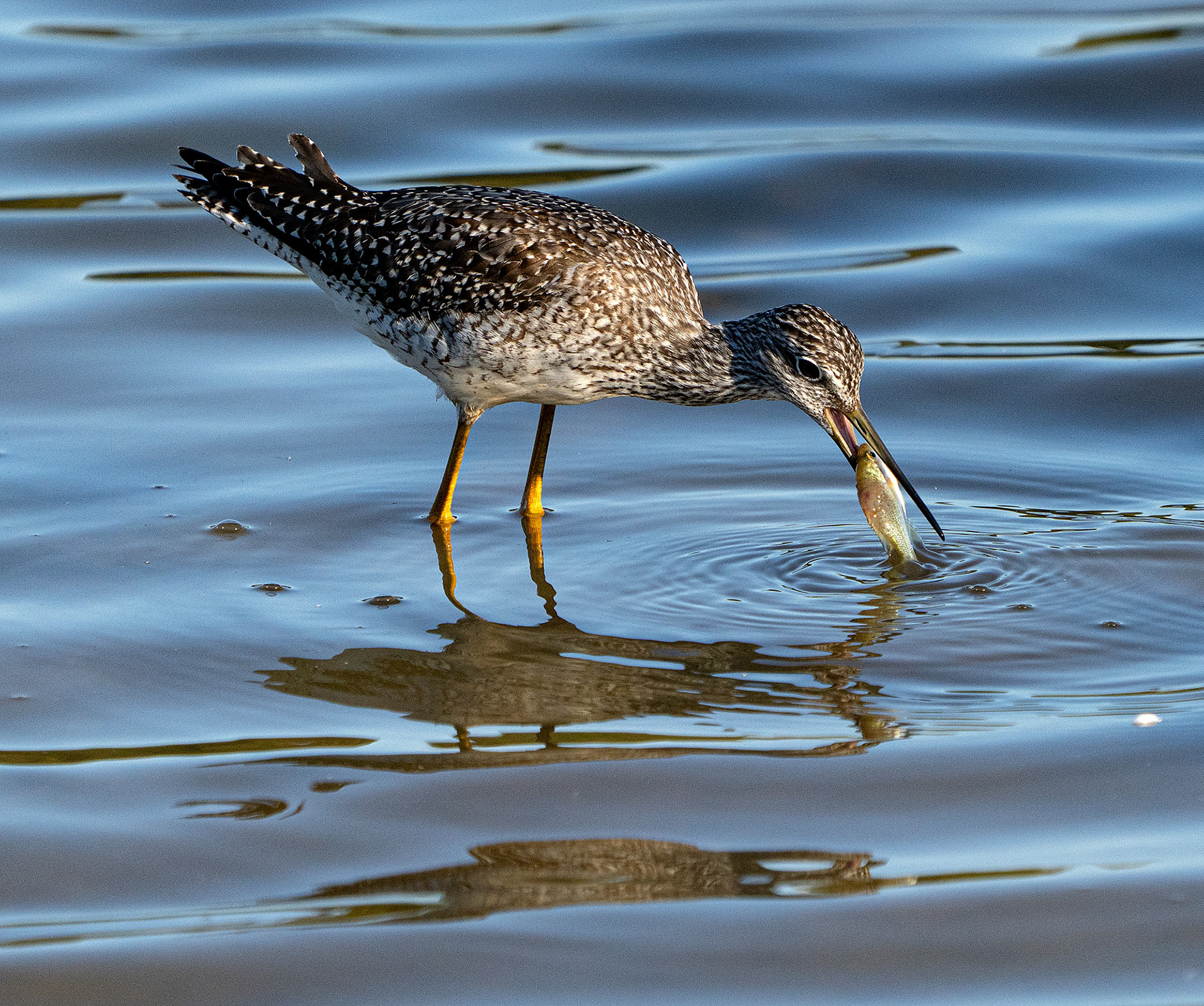 A Lesser Yellowlegs plucks lunch from the shallows. (Alexandria, VA)