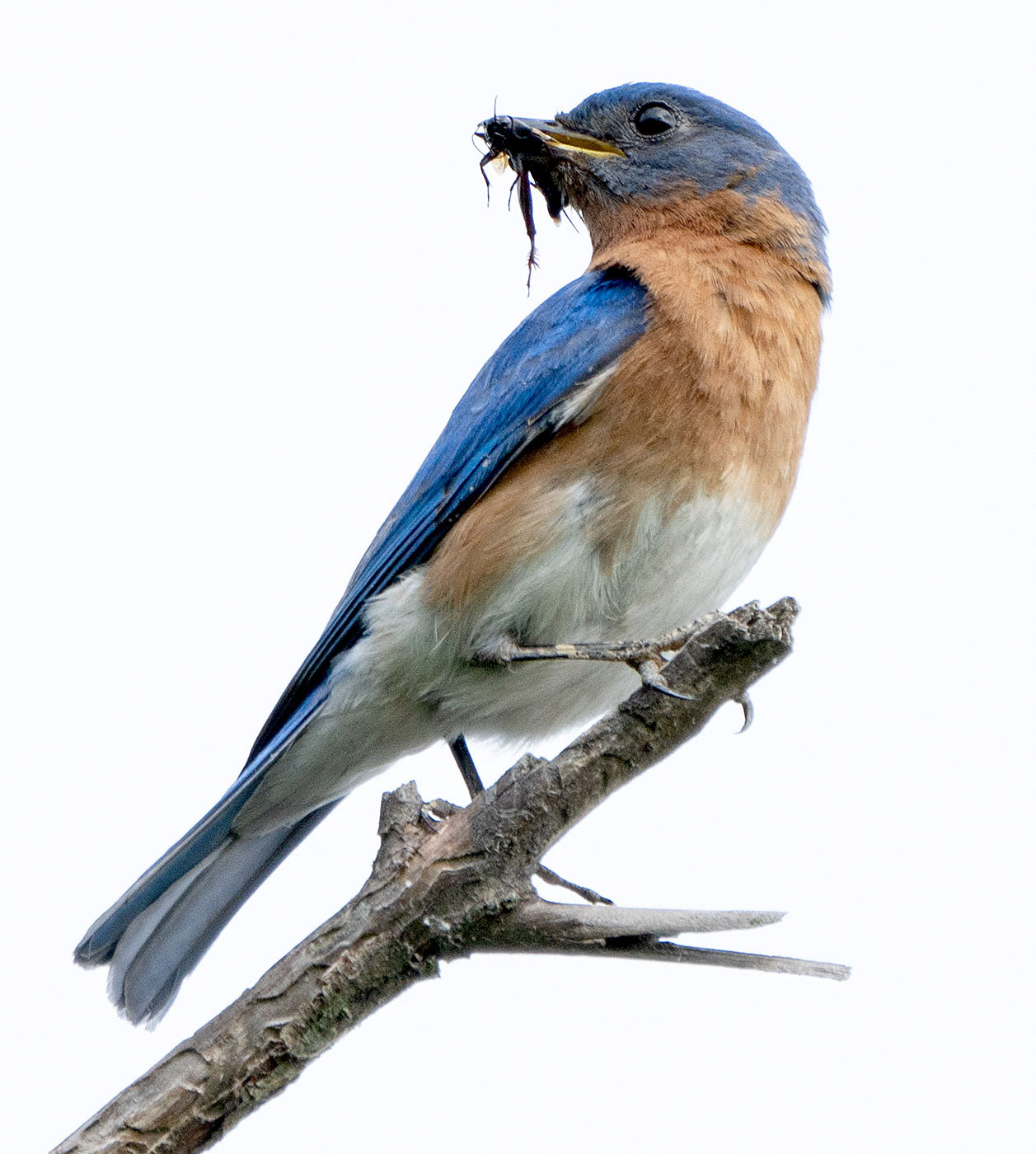 An Eastern Bluebird has a cricket ready for its nestling. (Alexandria, VA)