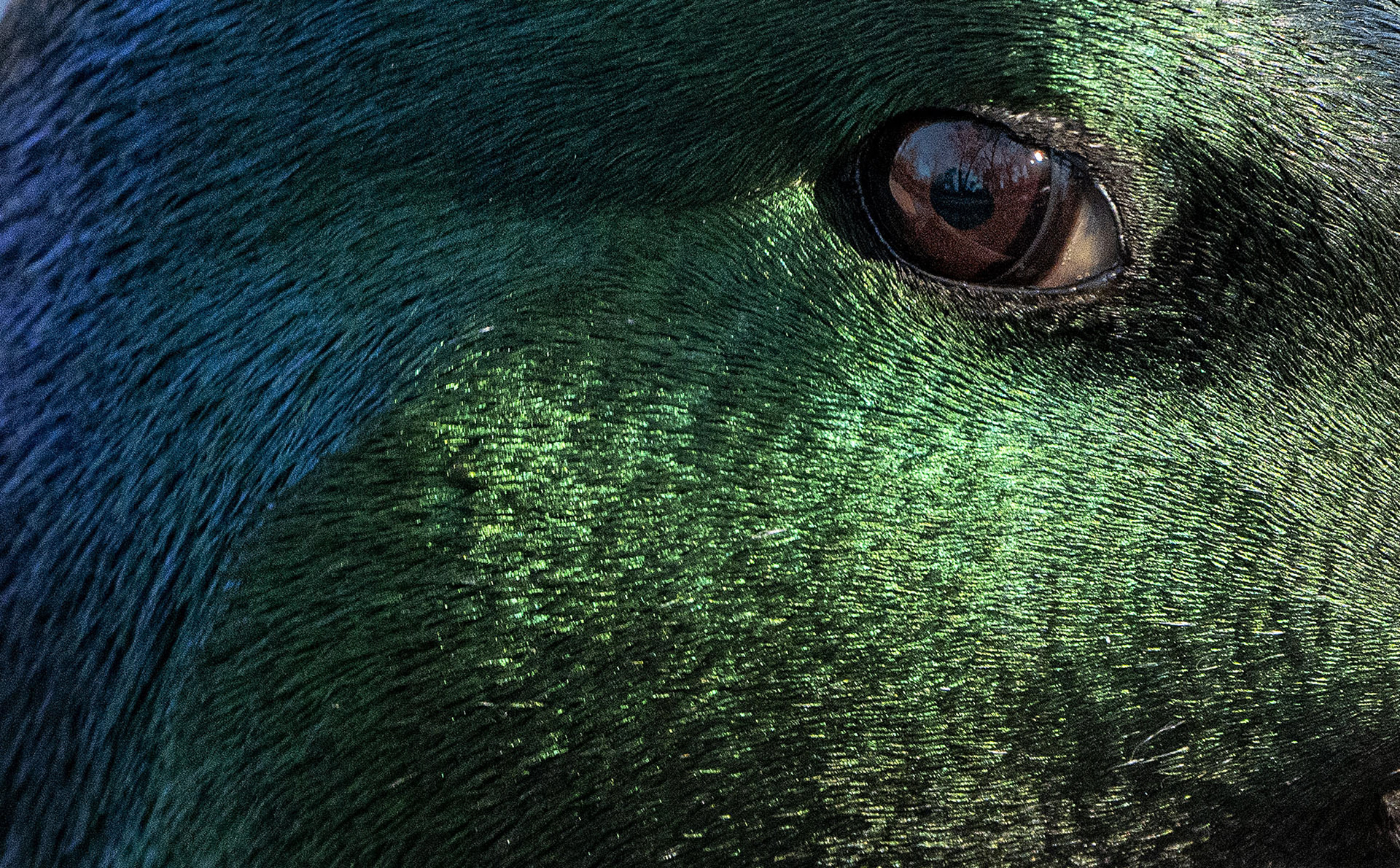 A drake Mallard looks back on his afternoon. (Alexandria, VA)