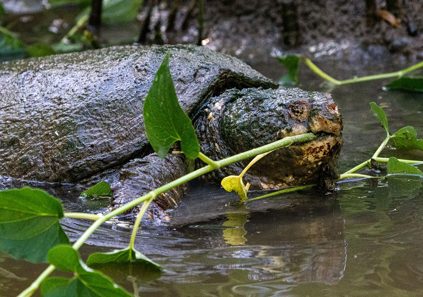 A Common Snapping Turtle bellies up to the salad bar. (Alexandria, VA)