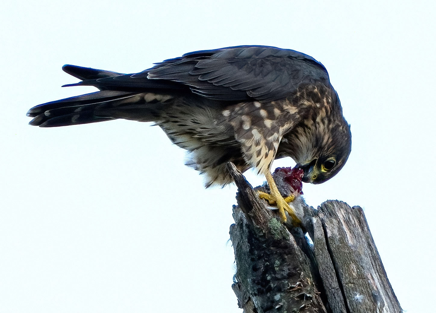 The merlin uses its sharp beak to tear and pull meat off the bird.