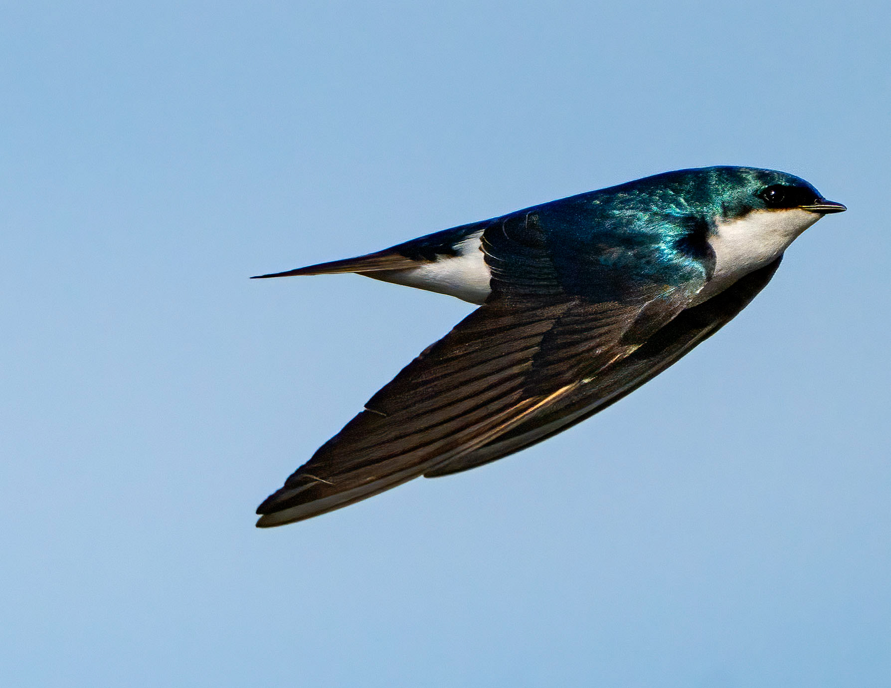Is it me, or does this Tree Swallow look like Shamu with wings? (Alexandria, VA)